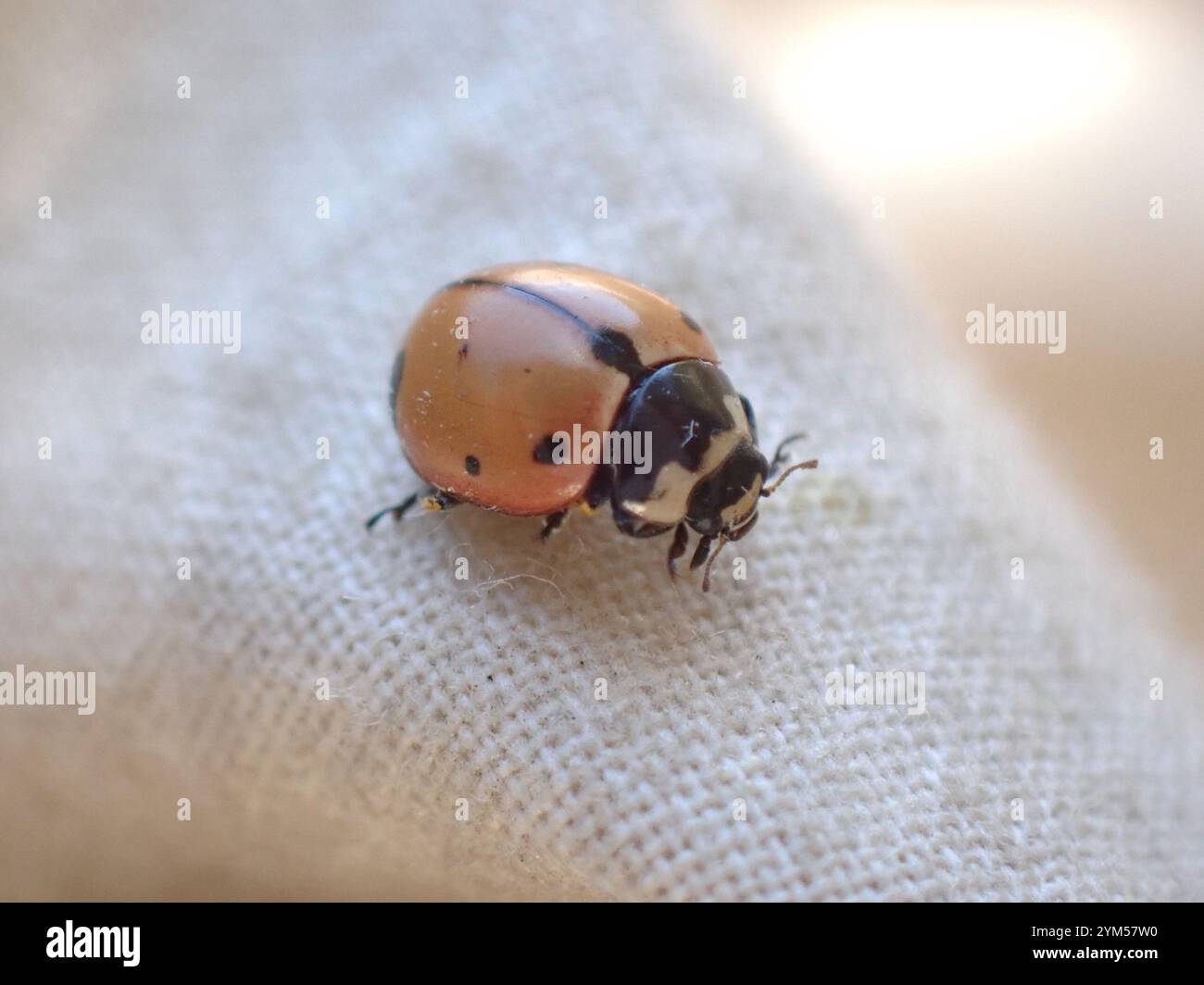 Nine-spotted Lady Beetle (Coccinella novemnotata Stock Photo - Alamy