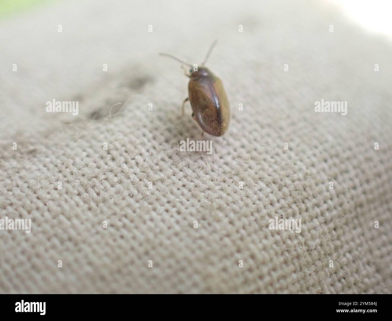 Marsh Beetles (Scirtidae Stock Photo - Alamy