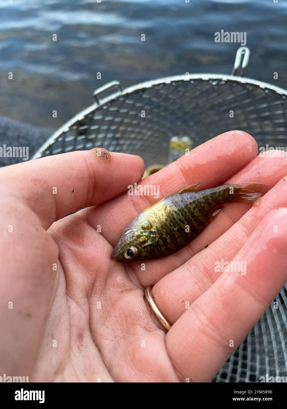 Pumpkinseed lepomis hi-res stock photography and images - Alamy