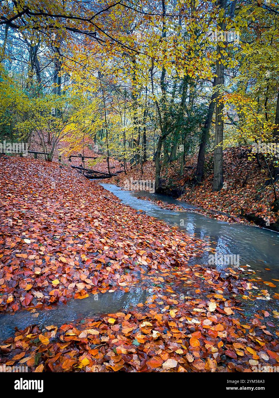 Autumnal scene as the fallen Beech leaves cover the ground alongside the stream at The Dingle in Appleton, Cheshire, England - Smartphone Captured Stock Image