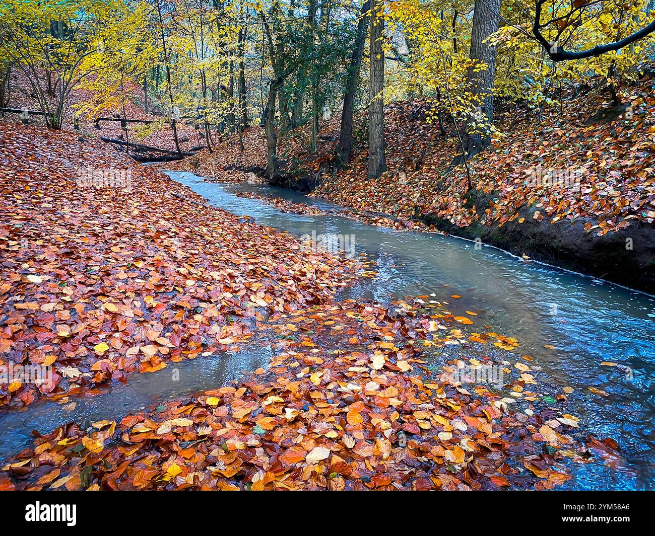 Autumnal scene as the fallen Beech leaves cover the ground alongside the stream at The Dingle in Appleton, Cheshire, England - Smartphone Captured Stock Image