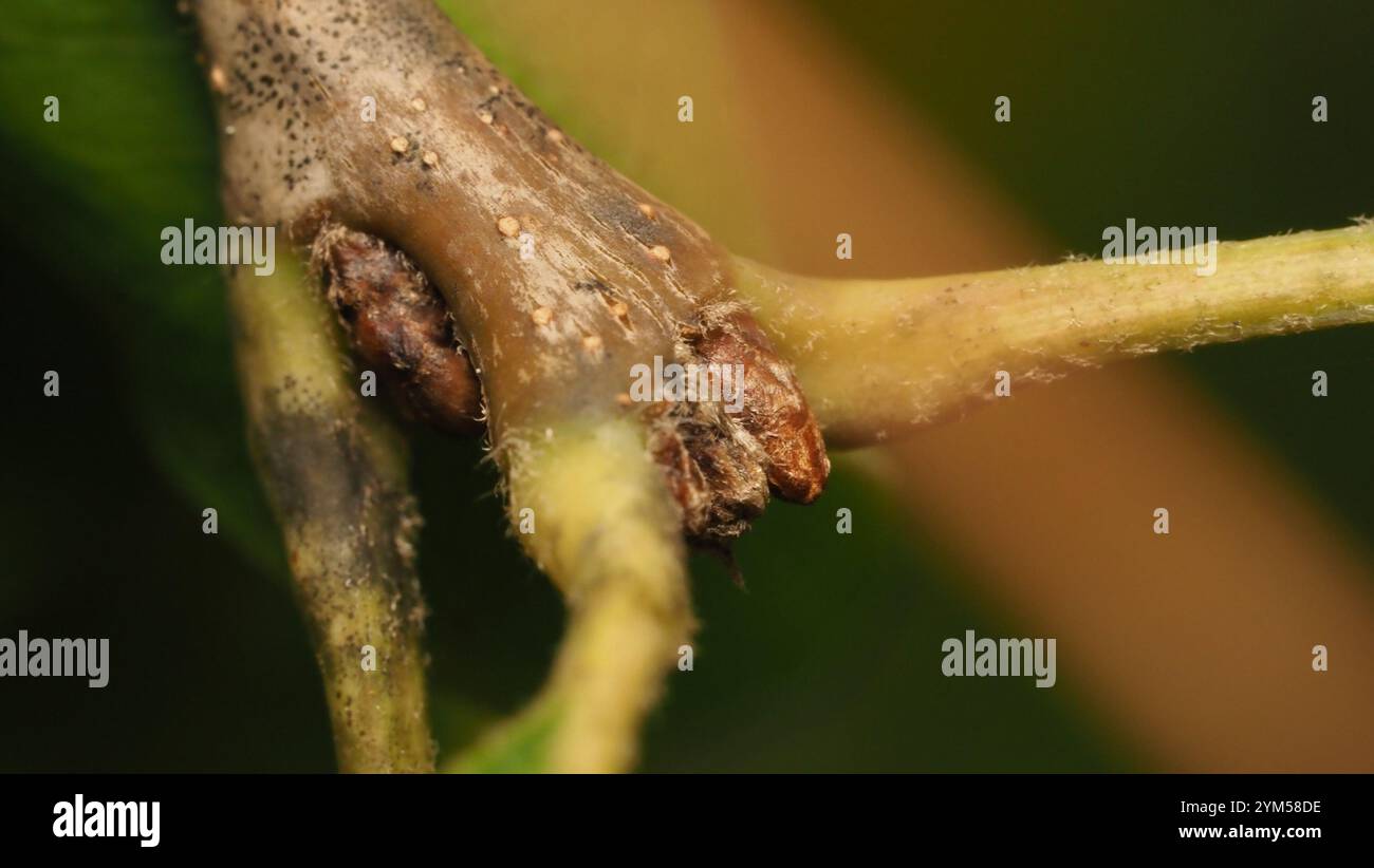 northern red oak quercus rubra