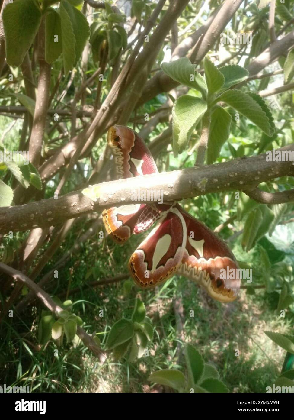 Rothchild's Atlas Moth (Rothschildia jacobaeae Stock Photo - Alamy