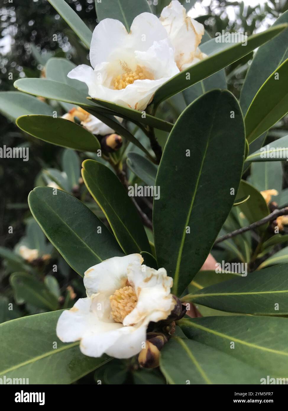 Polyspora axillaris hi-res stock photography and images - Alamy