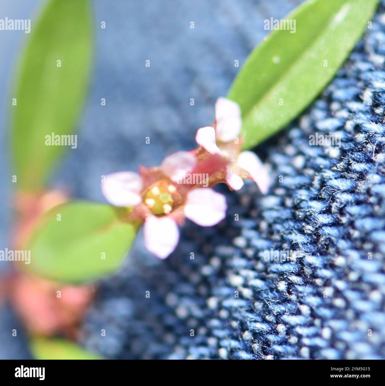 Rotala ramosior hi-res stock photography and images - Alamy