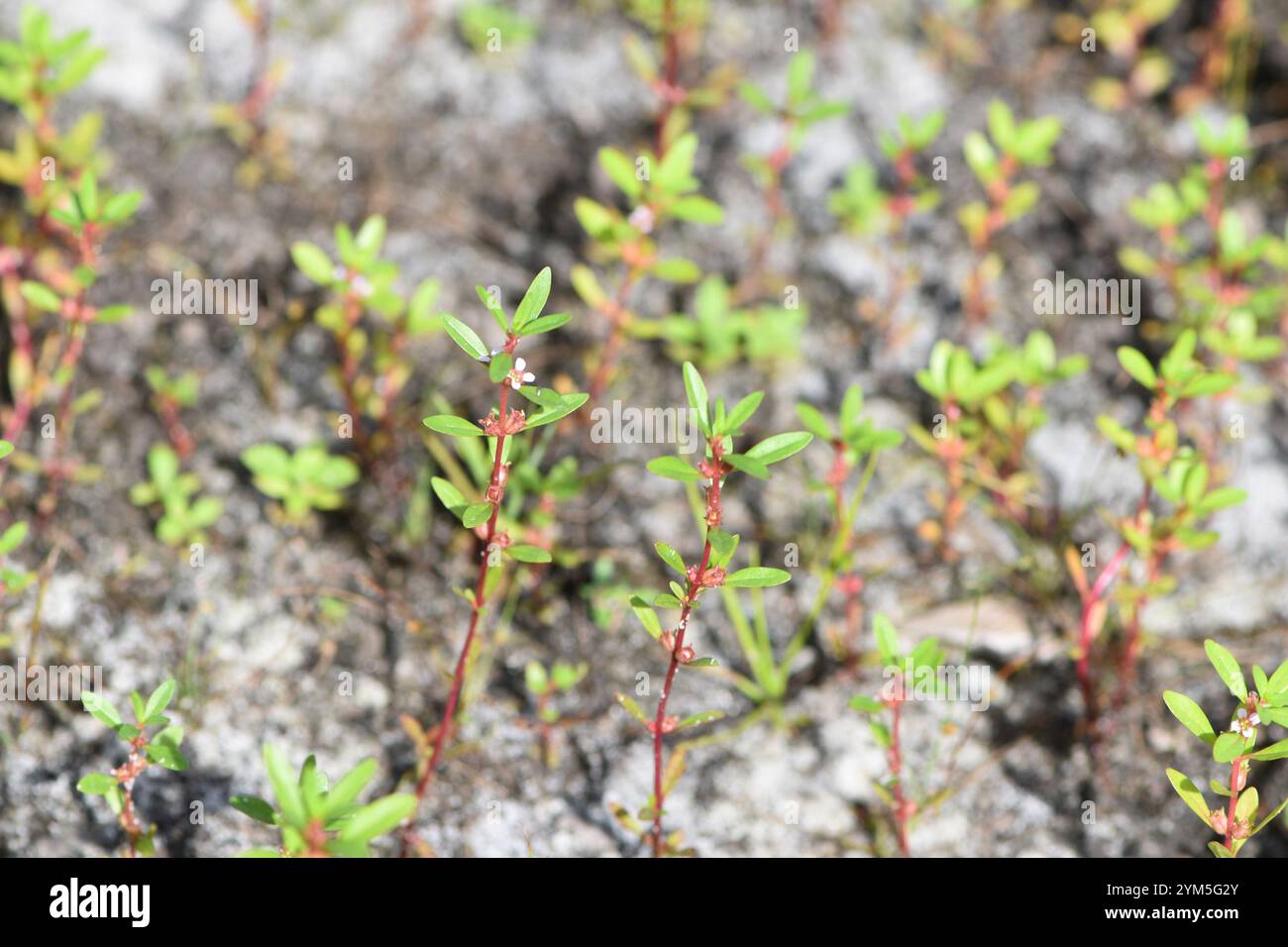 Rotala ramosior hi-res stock photography and images - Alamy