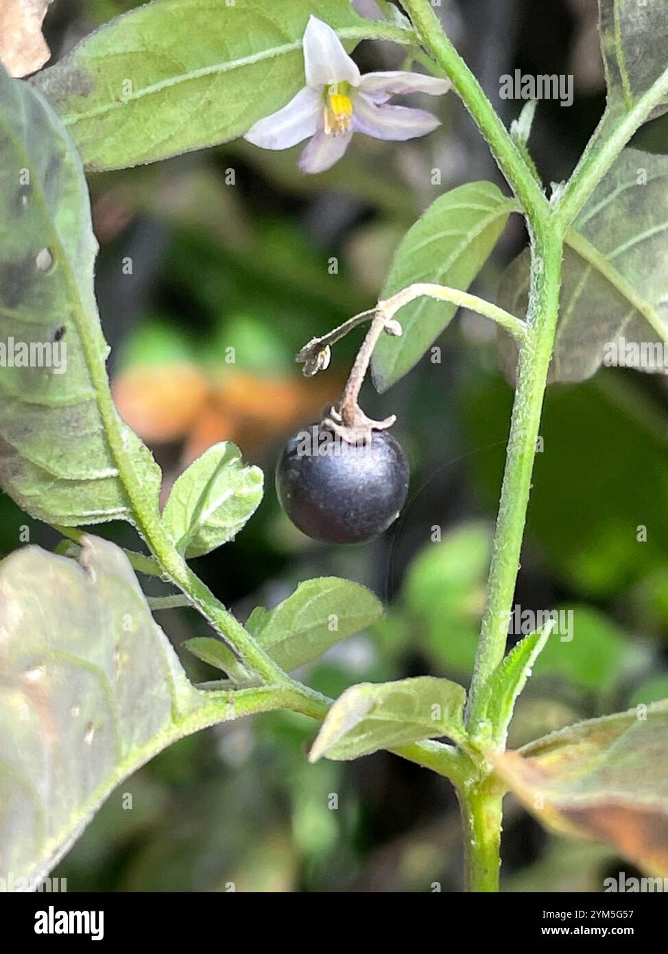 eastern black nightshade (Solanum emulans Stock Photo - Alamy