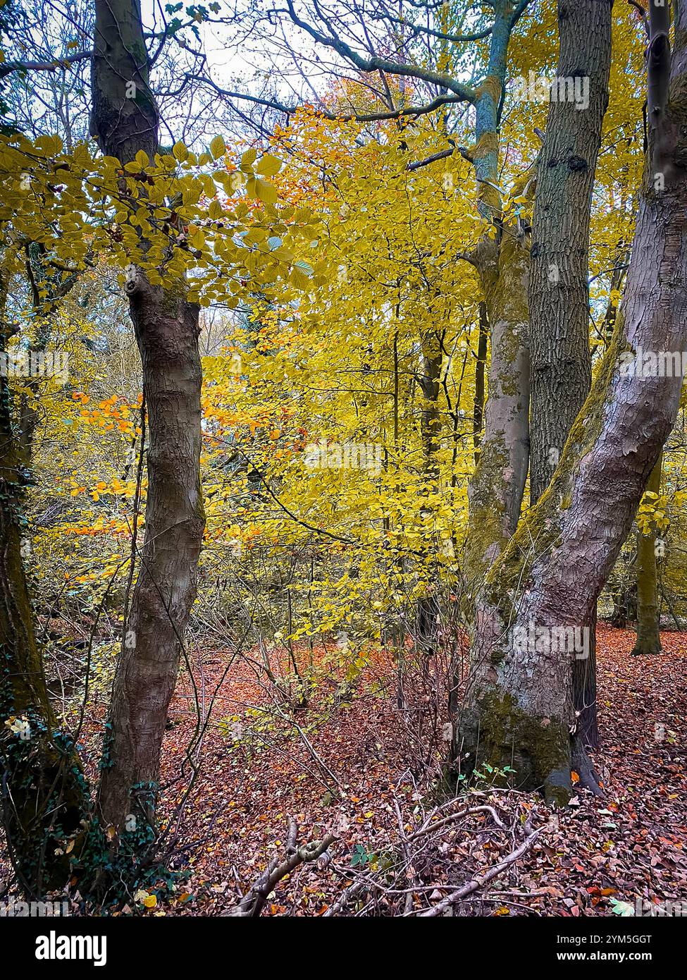 Autumnal scene as the fallen Beech leaves cover the ground where White Oak and Beech trees grow at The Dingle in Appleton, Cheshire, England - Smartphone Captured Stock Image