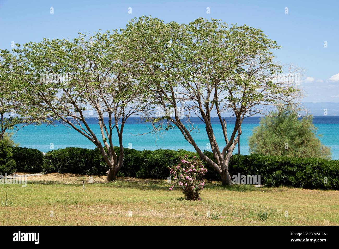Mediterranean garden in Hanioti, Greece Stock Photo