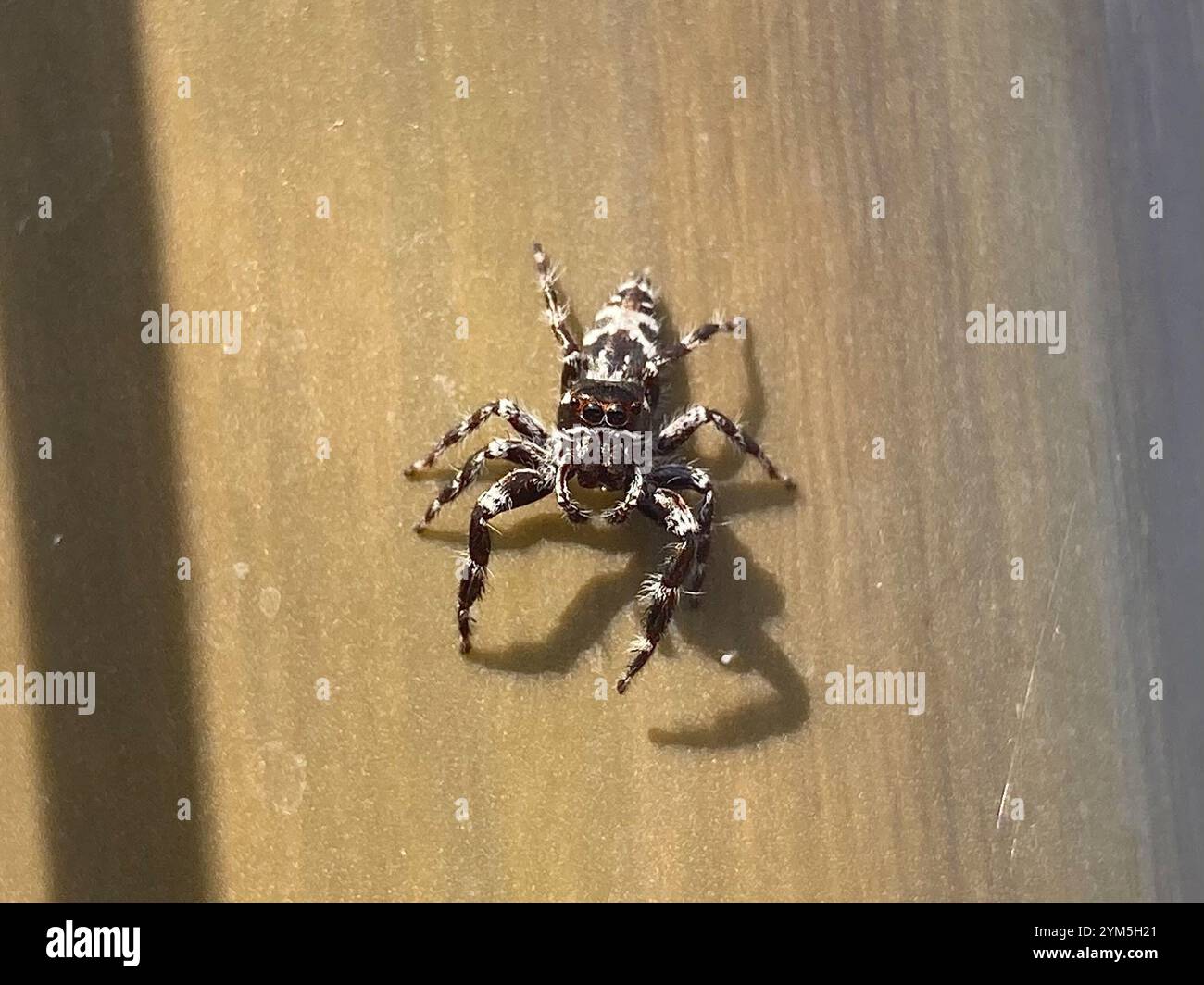 Superb Jumping Spider (Sandalodes superbus) Stock Photo