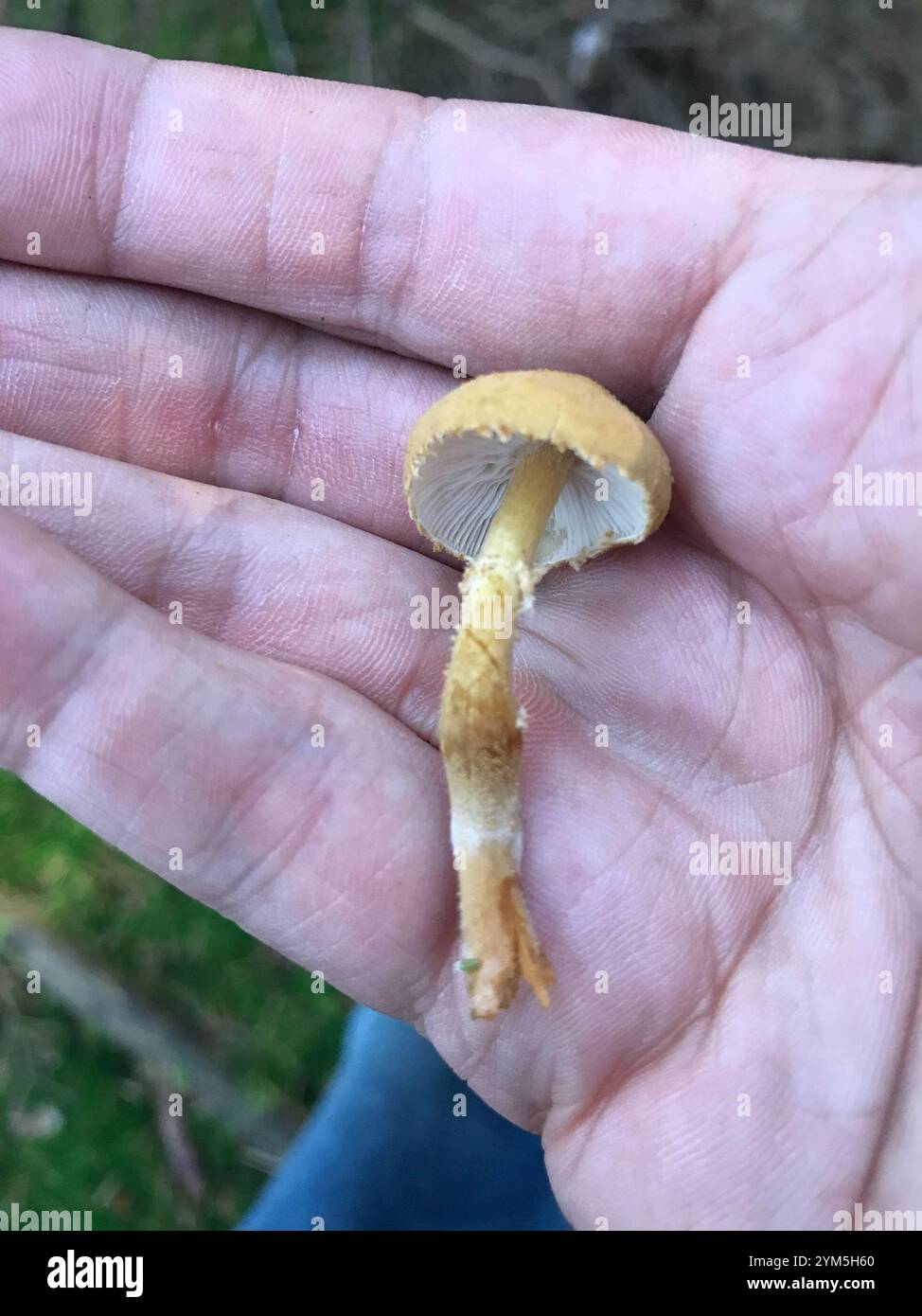 Amianthinum hi-res stock photography and images - Alamy