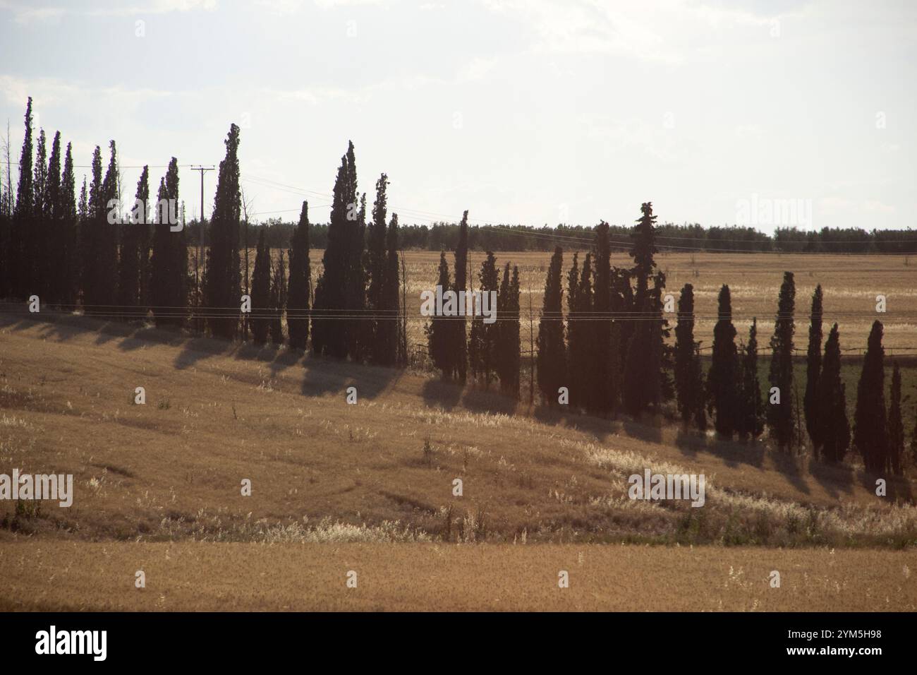 Vintage landscape with cypresses Stock Photo