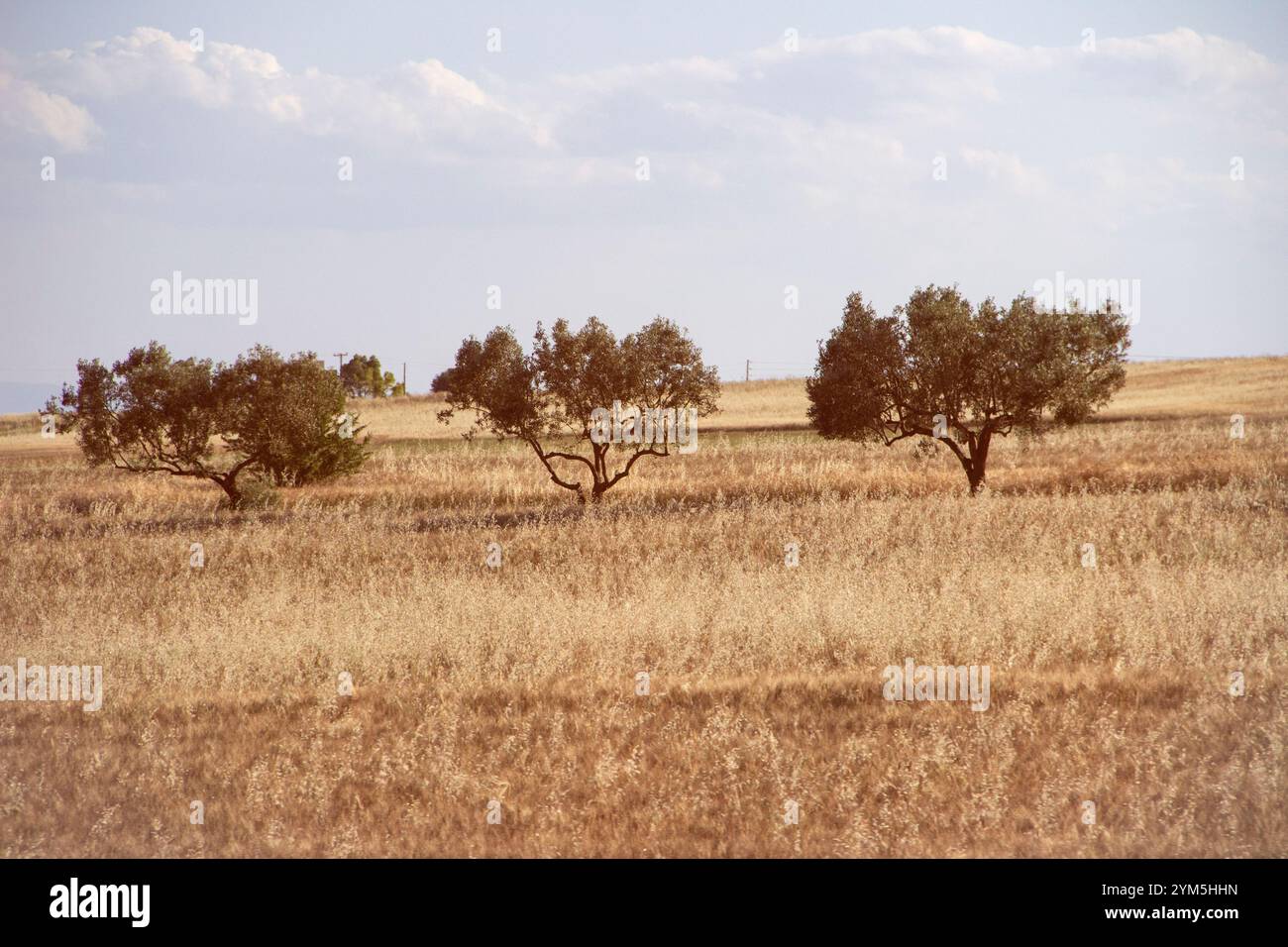 Vintage landscape with olive trees Stock Photo