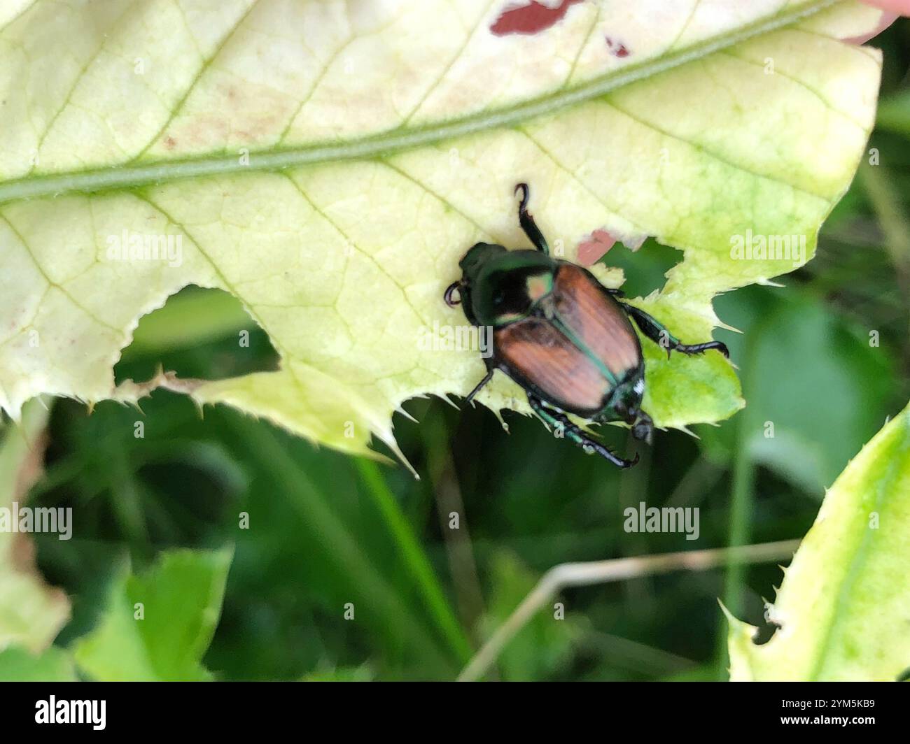 Japanese Beetle (Popillia japonica Stock Photo - Alamy