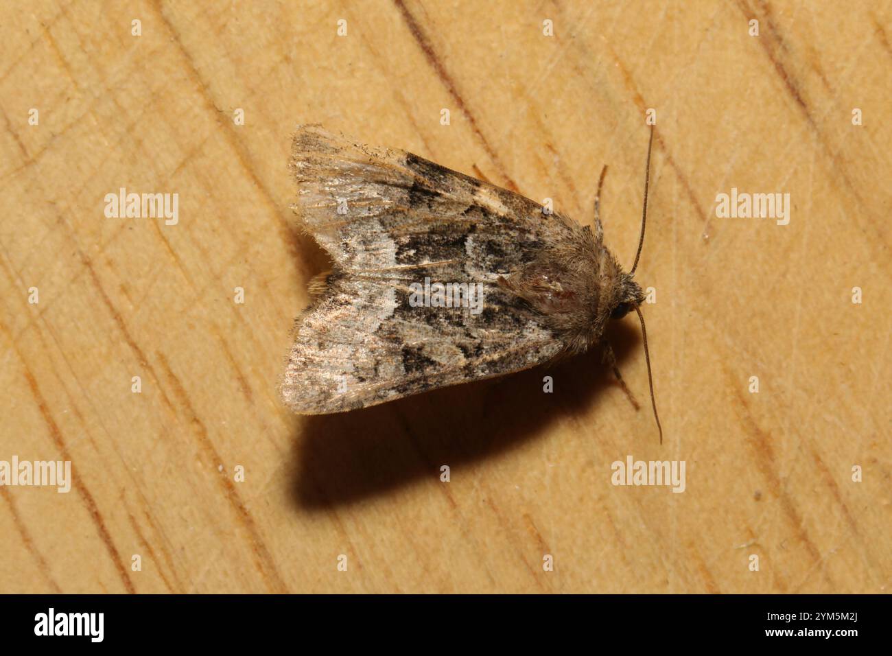 Mesapamea hi-res stock photography and images - Alamy