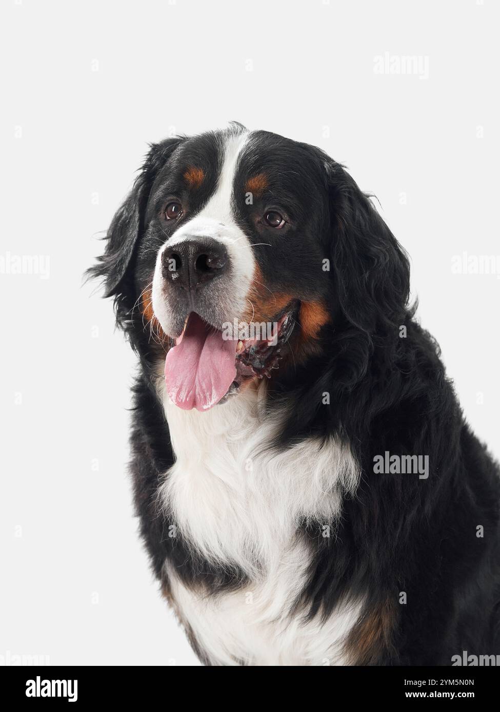 A portrait of a Bernese Mountain Dog sitting on a white background. The ...