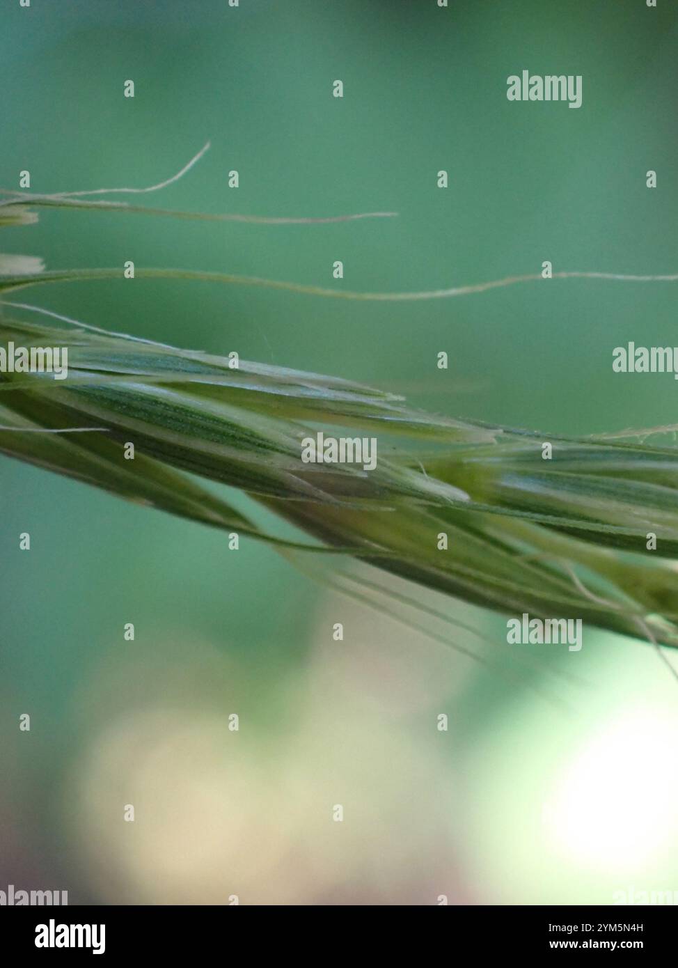 blue wild rye (Elymus glaucus Stock Photo - Alamy