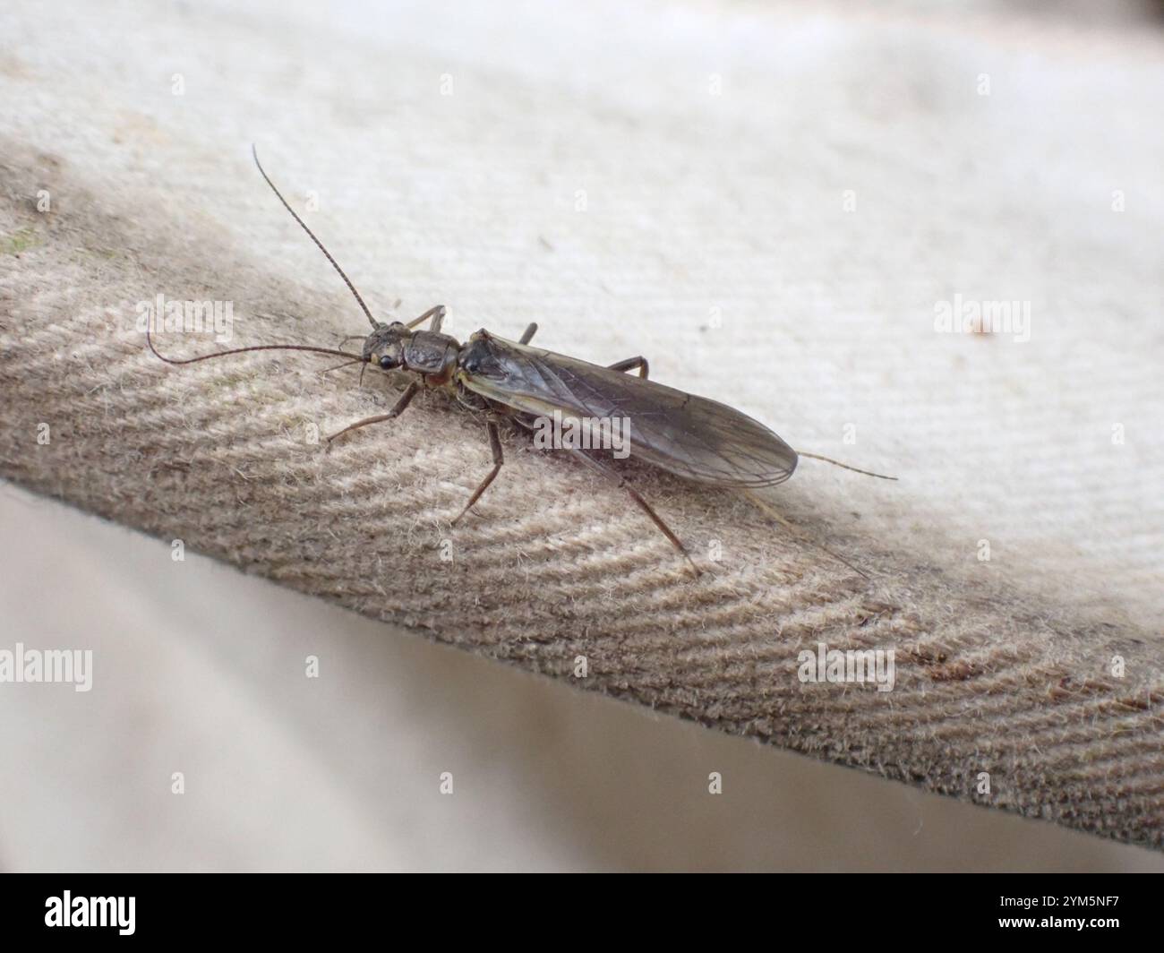 Spring Stonefly Springfly hi-res stock photography and images - Alamy