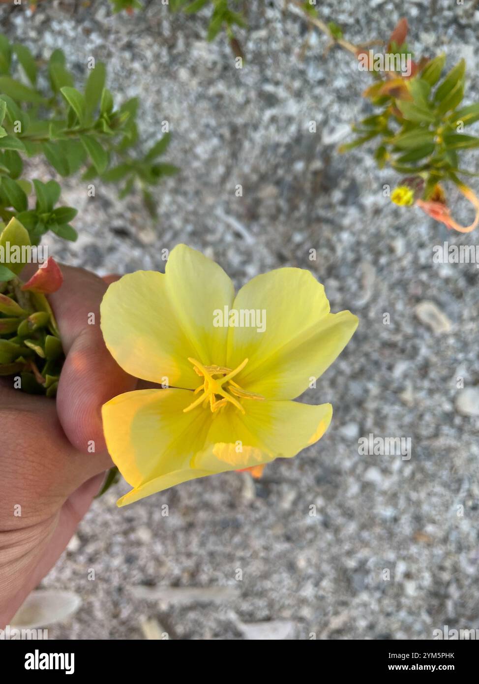 beach evening-primrose (Oenothera drummondii) Stock Photo