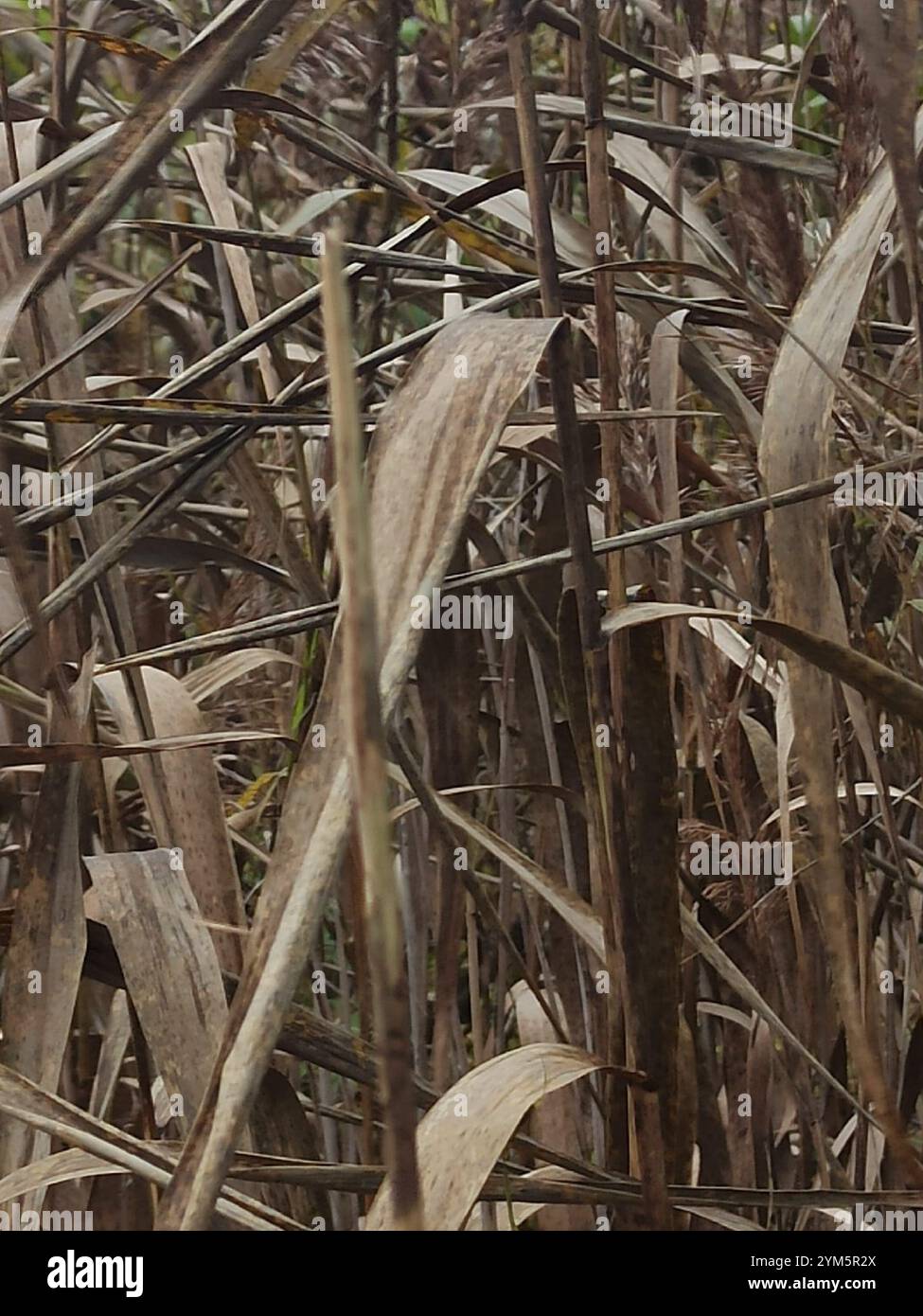 common reed (Phragmites australis Stock Photo - Alamy