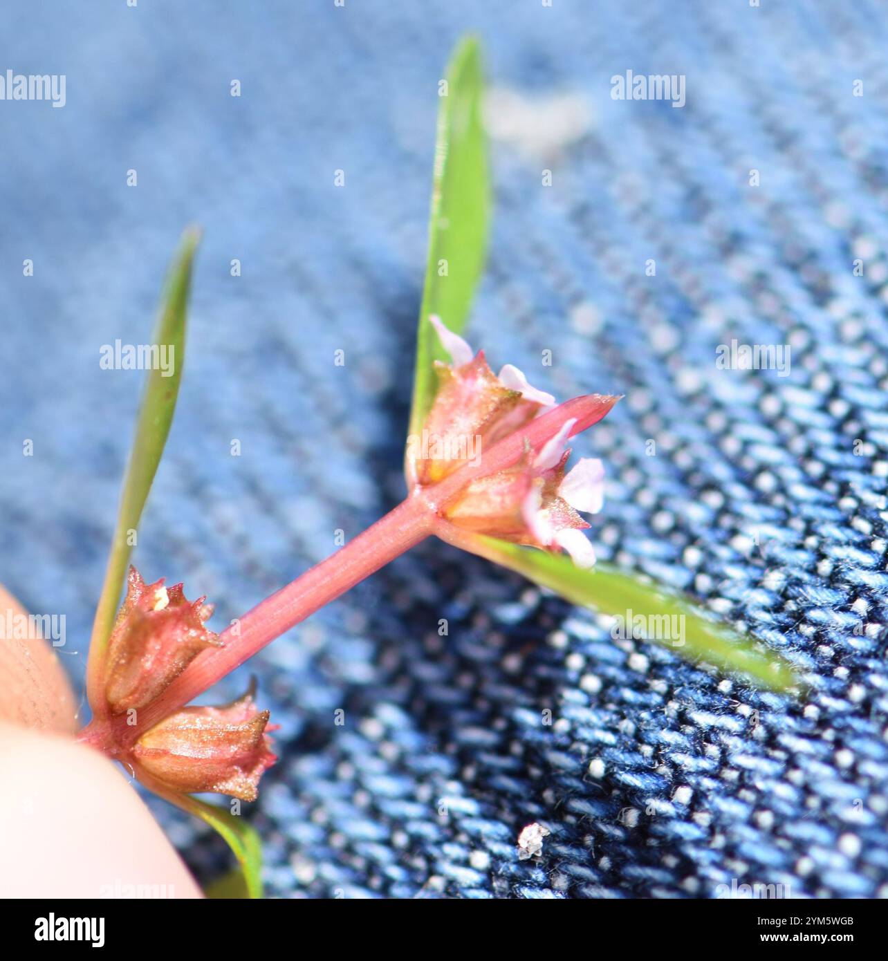 Rotala ramosior hi-res stock photography and images - Alamy
