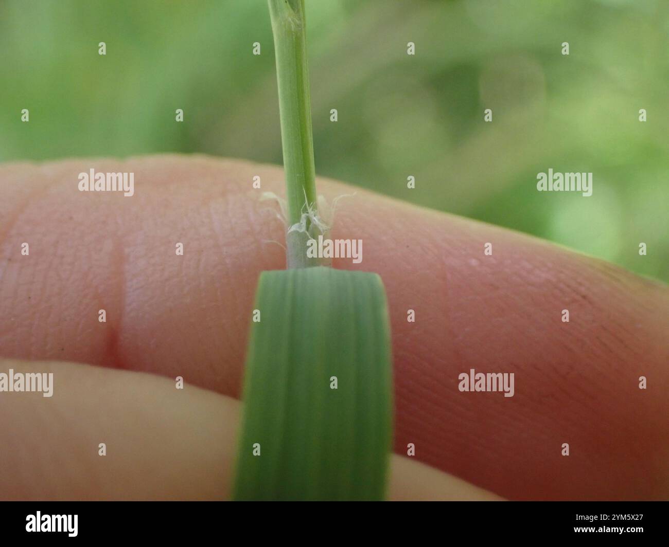 canadian bluejoint (Calamagrostis canadensis Stock Photo - Alamy