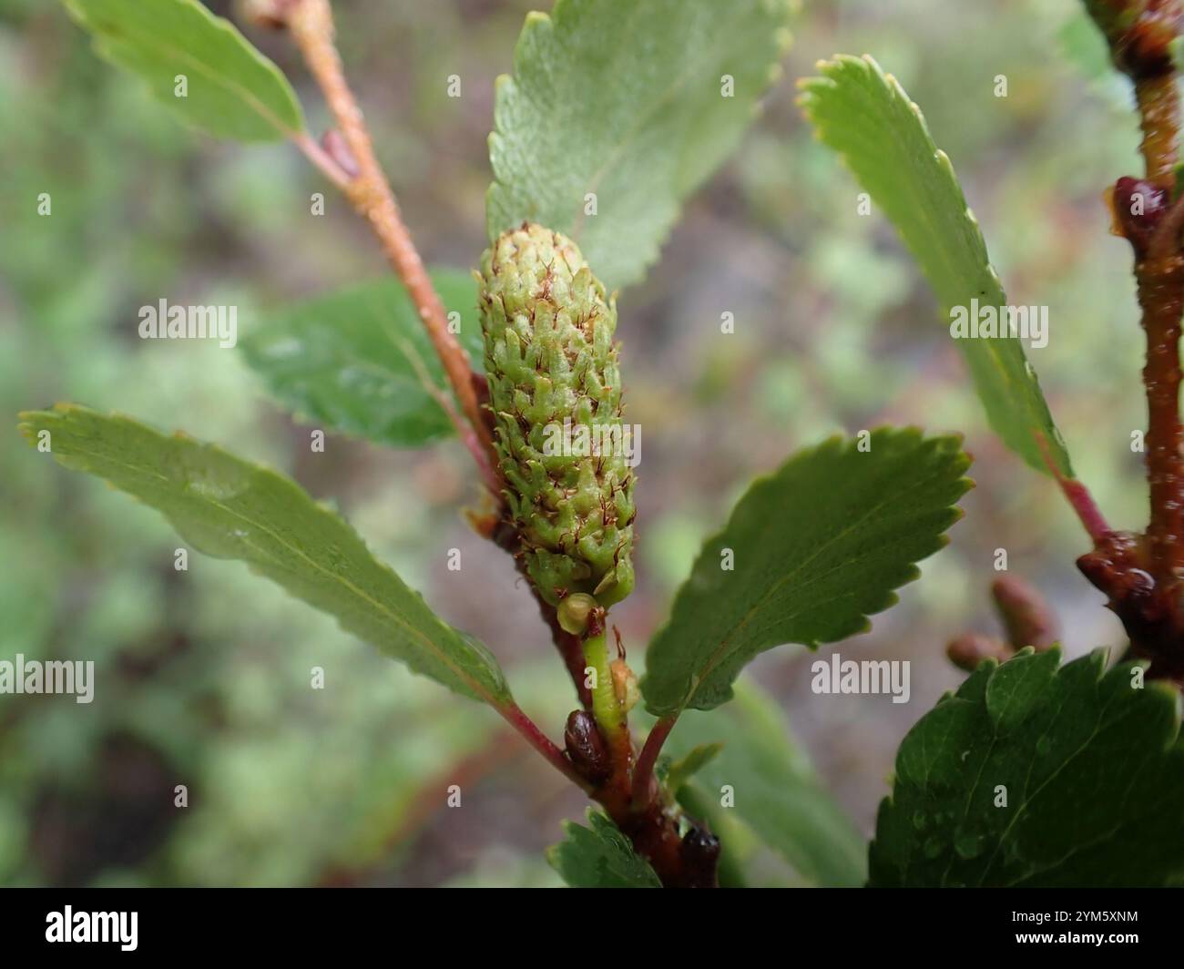 Betula glandulosa hi-res stock photography and images - Alamy