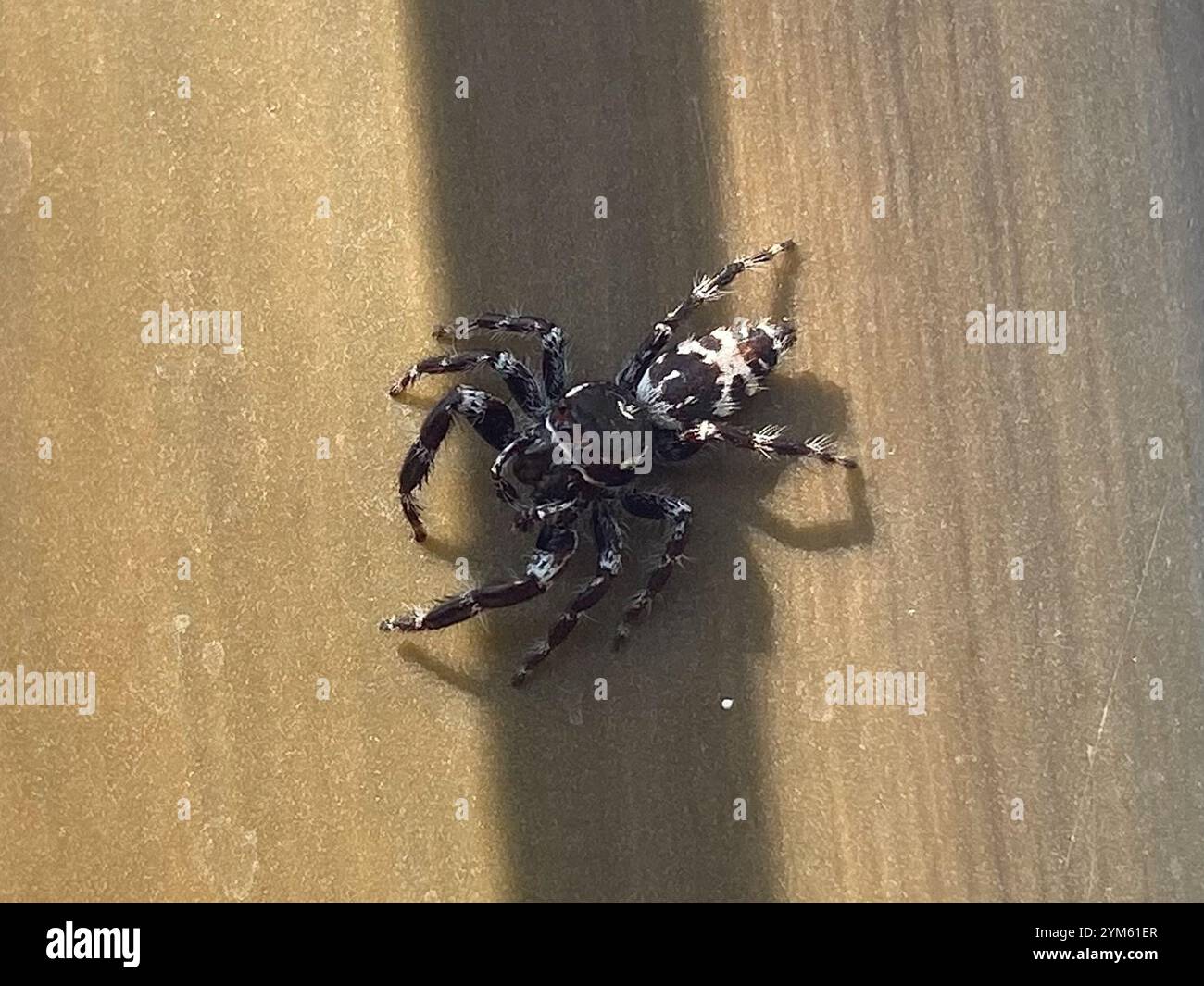 Superb Jumping Spider (Sandalodes superbus) Stock Photo