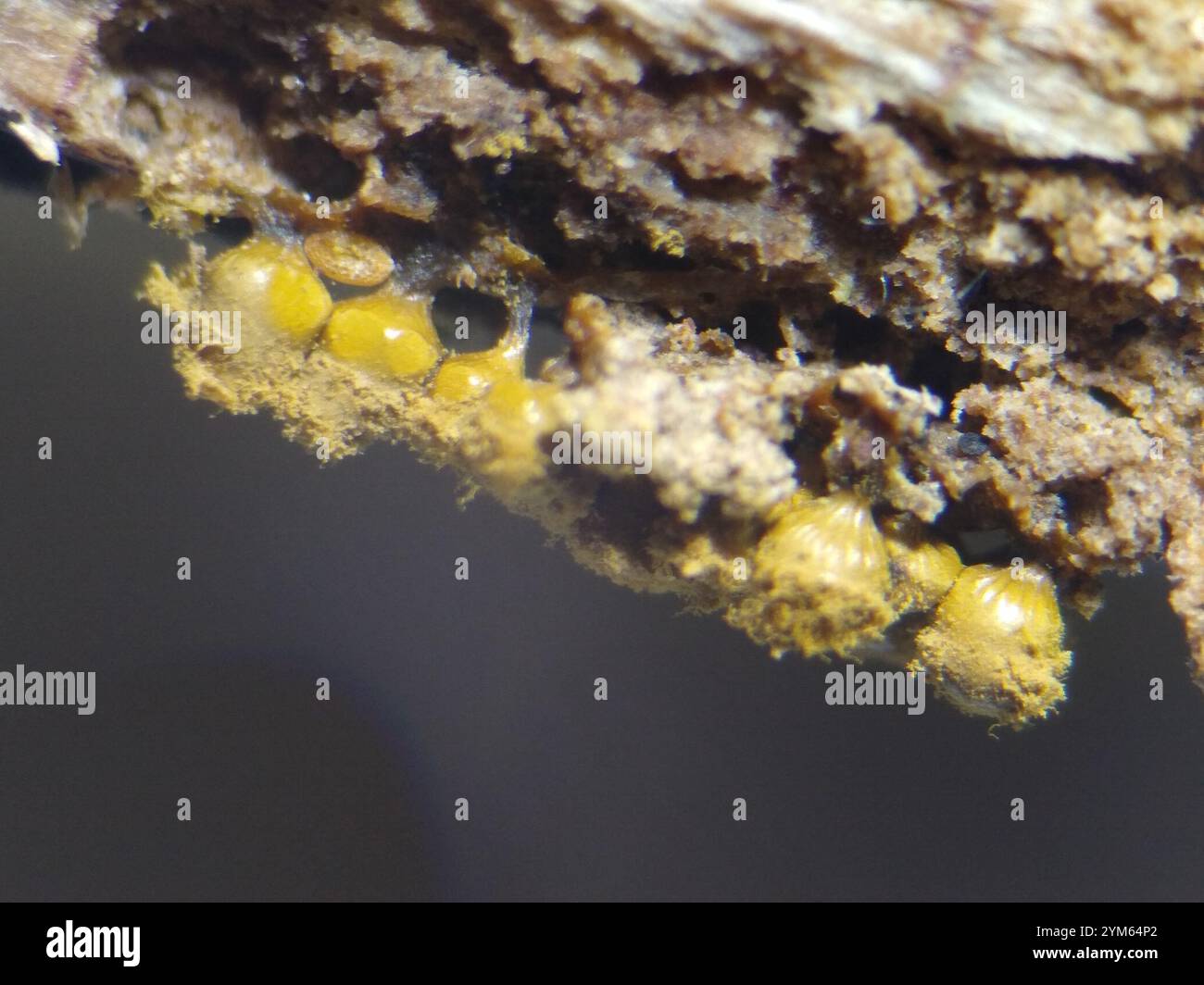 Crateriformis hi-res stock photography and images - Alamy