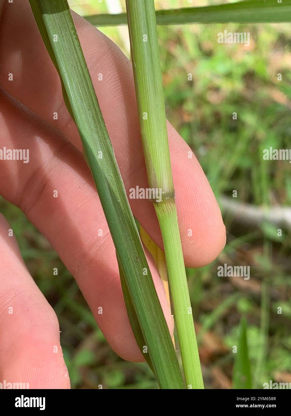 beaked panicgrasses, redtop panicgrasses, cutthroatgrasses, and allies ...