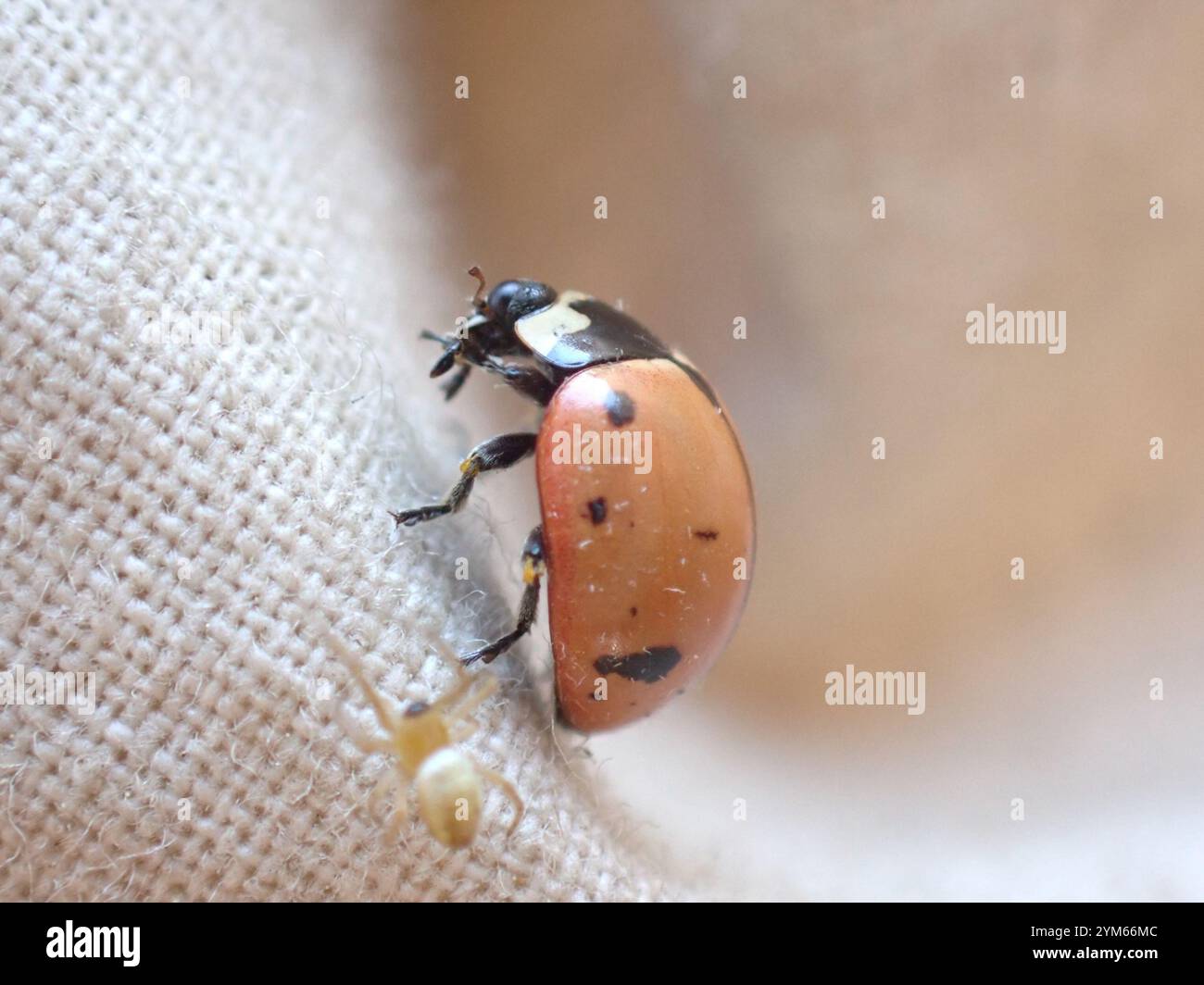 Nine-spotted Lady Beetle (Coccinella novemnotata) Stock Photo