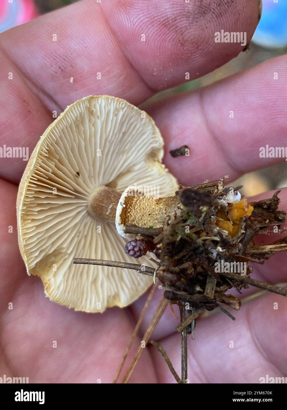 Amianthinum hi-res stock photography and images - Alamy