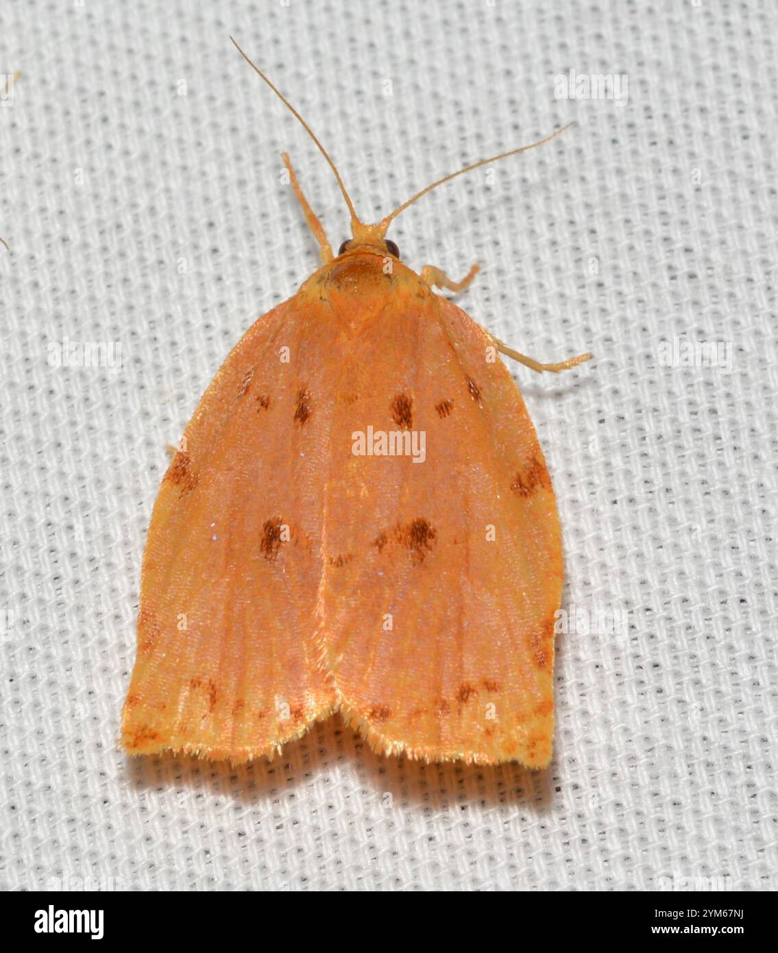 southern-ugly-nest-caterpillar-moth-archips-rileyana-stock-photo-alamy
