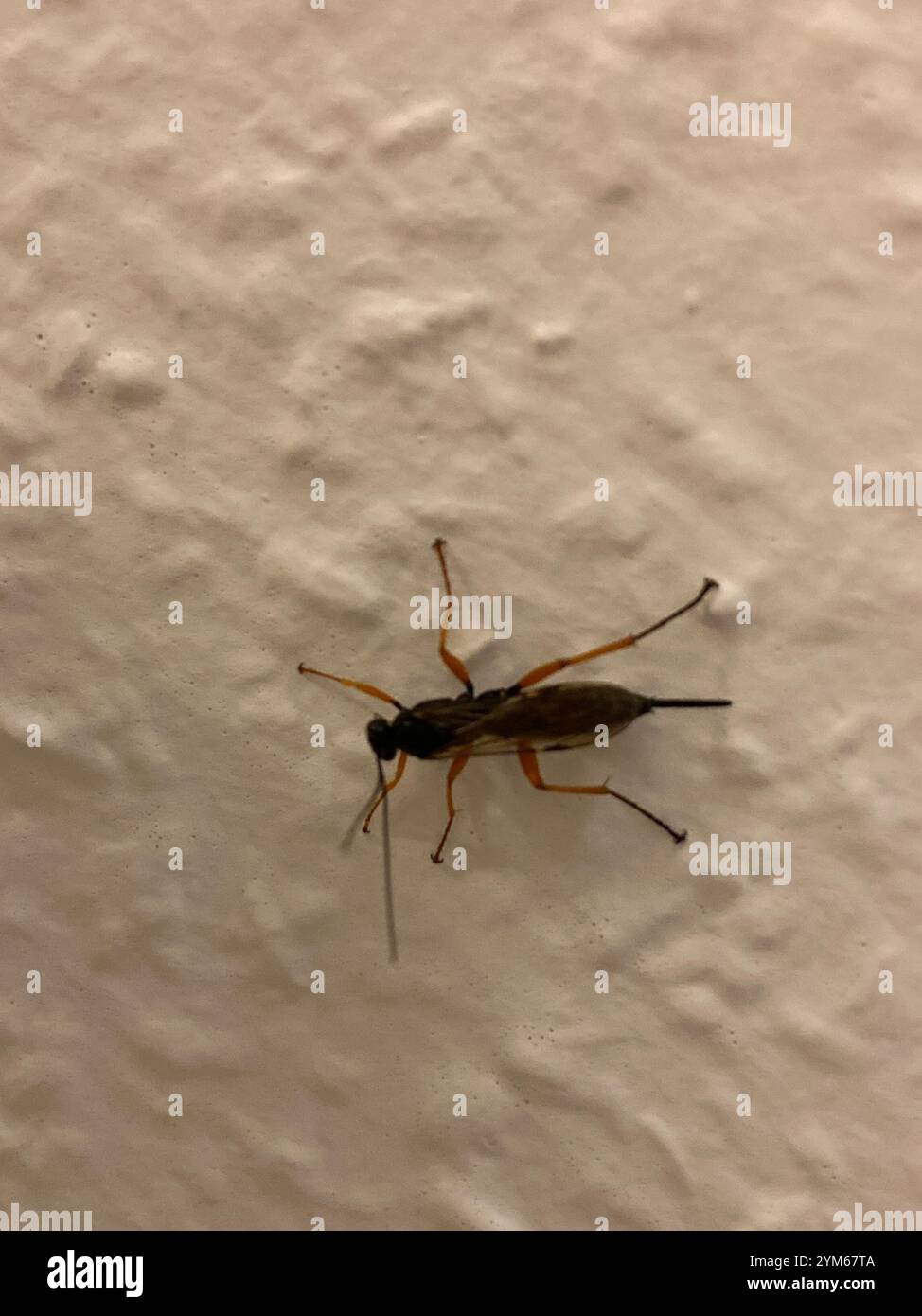 Pimpla rufipes hi-res stock photography and images - Alamy