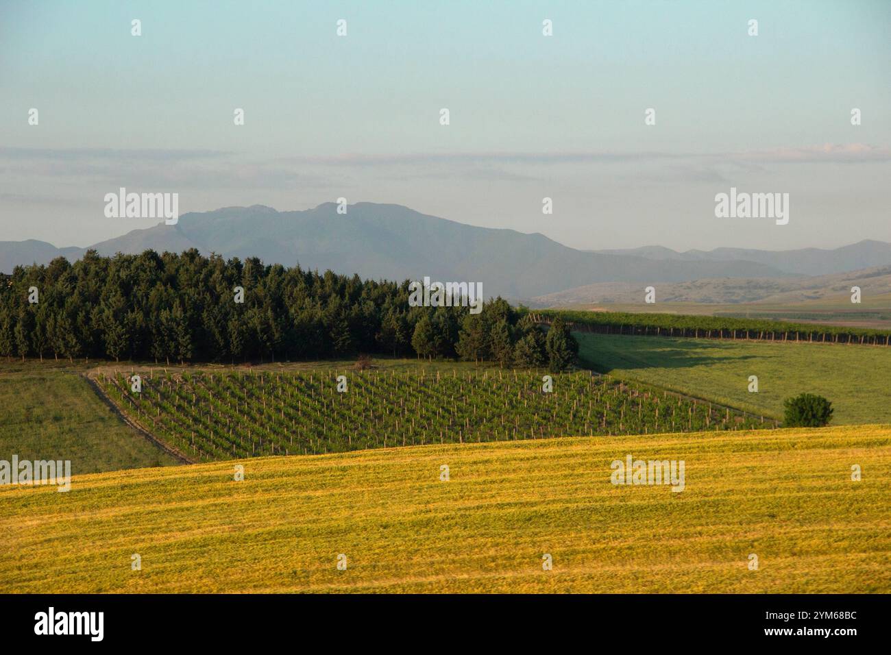 Landscape with yellow fields Stock Photo