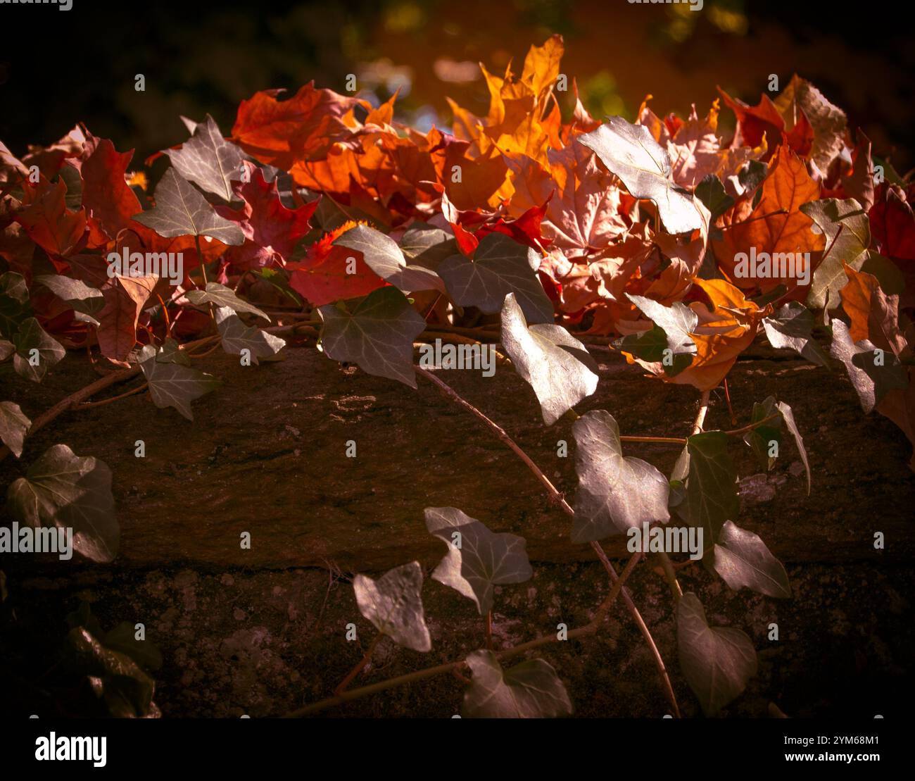 Vector autumn oak leaves hi-res stock photography and images - Alamy