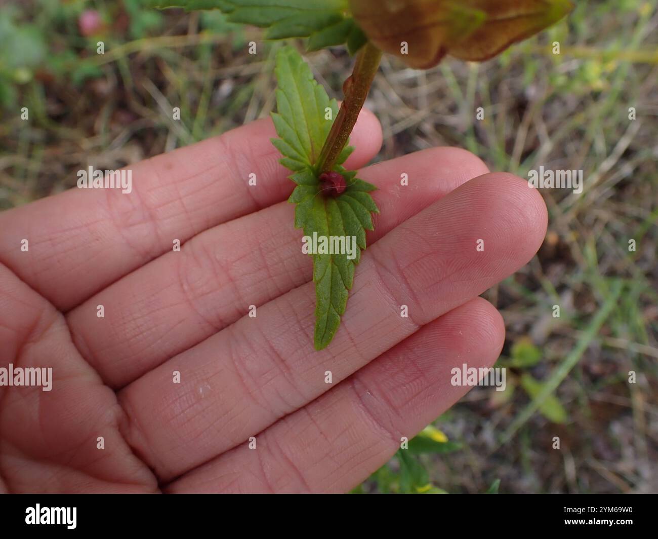 Little Yellow Rattle (Rhinanthus groenlandicus Stock Photo - Alamy
