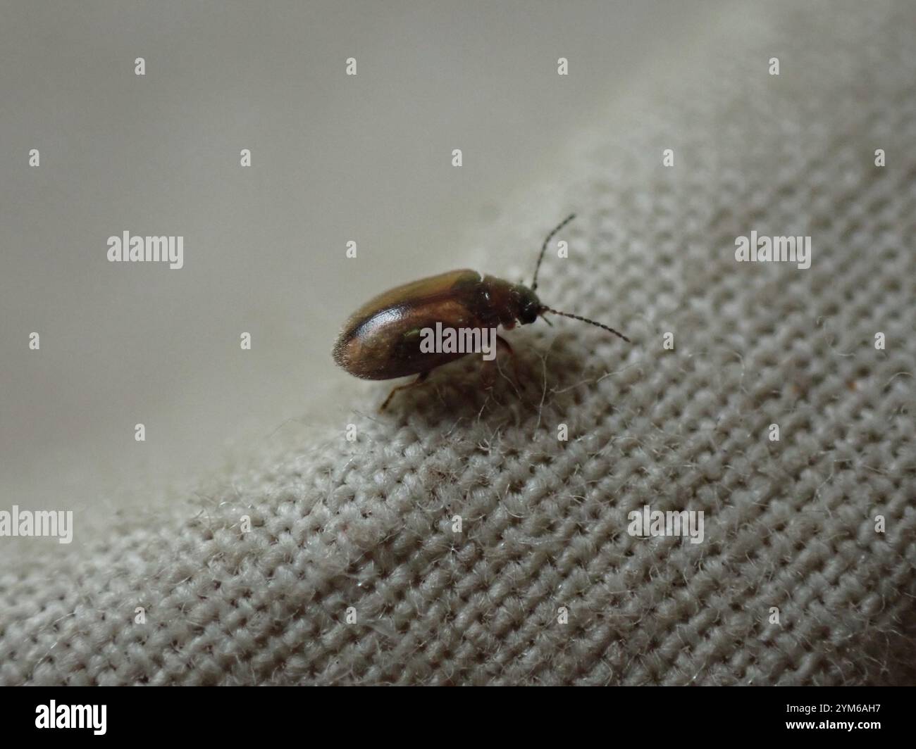 Marsh Beetles (Scirtidae Stock Photo - Alamy