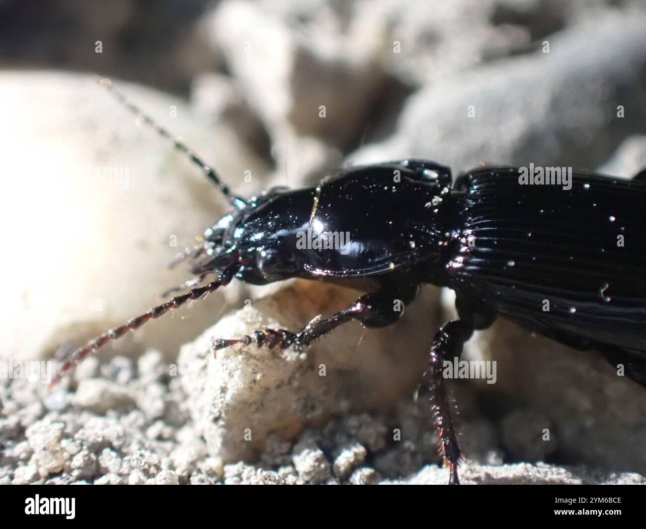 Clock Insect Blackclock Ground Beetles (Pterostichus Stock Photo - Alamy