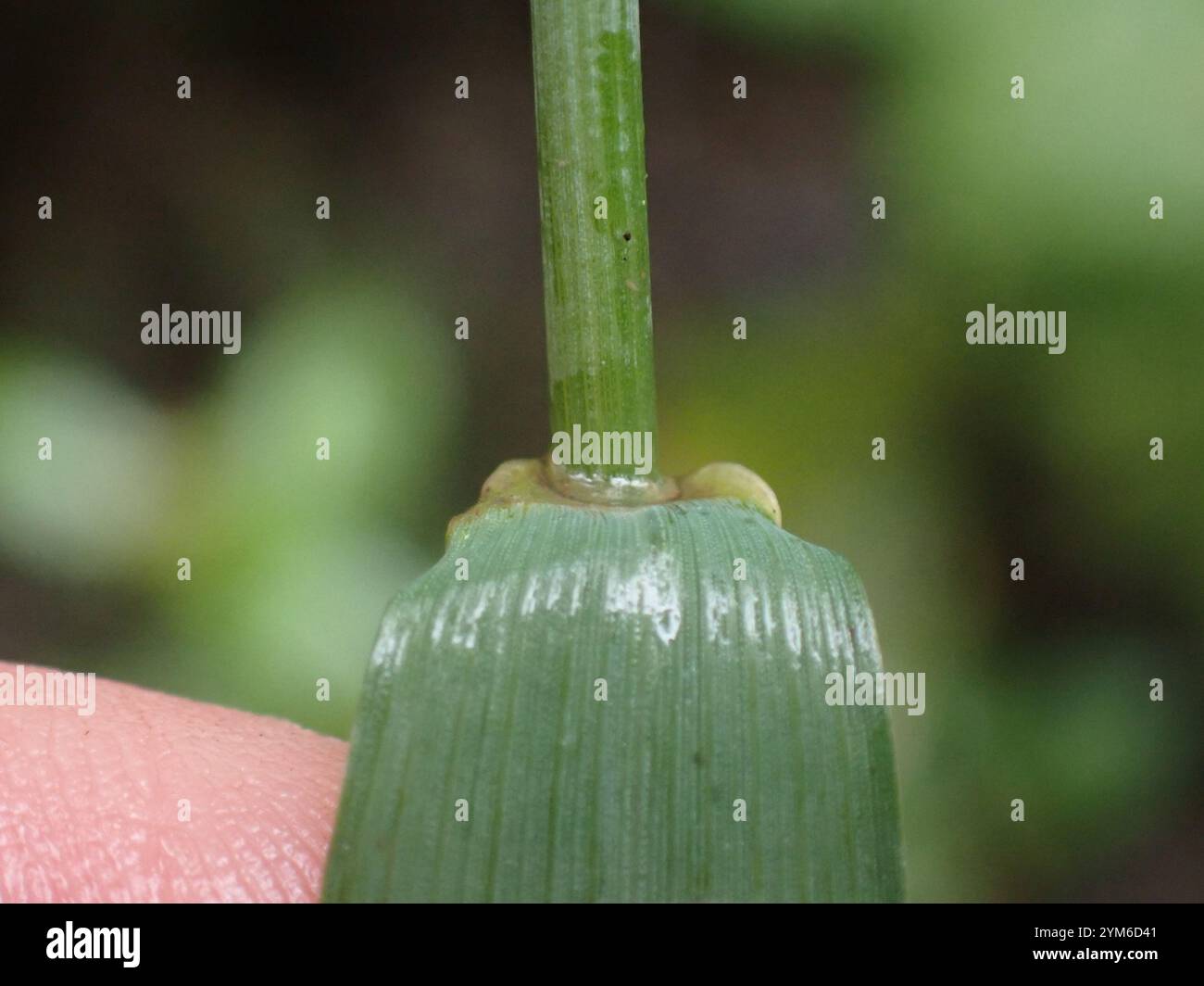 blue wild rye (Elymus glaucus Stock Photo - Alamy