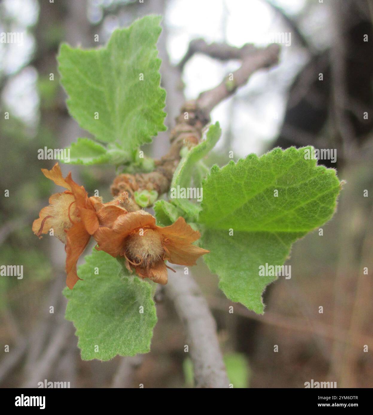 South african wild pear hi-res stock photography and images - Alamy