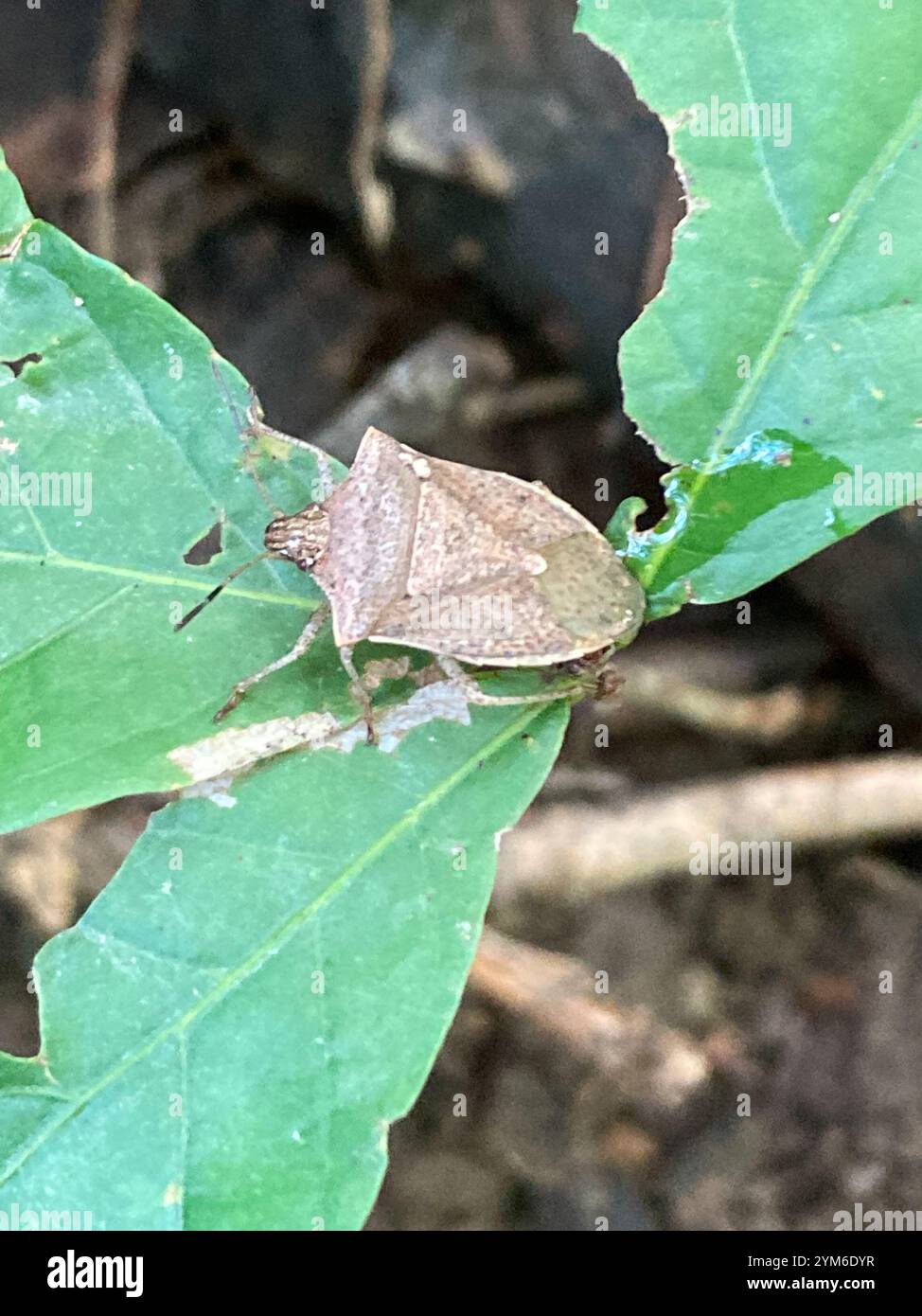 Brown Stink Bugs (Euschistus Stock Photo - Alamy
