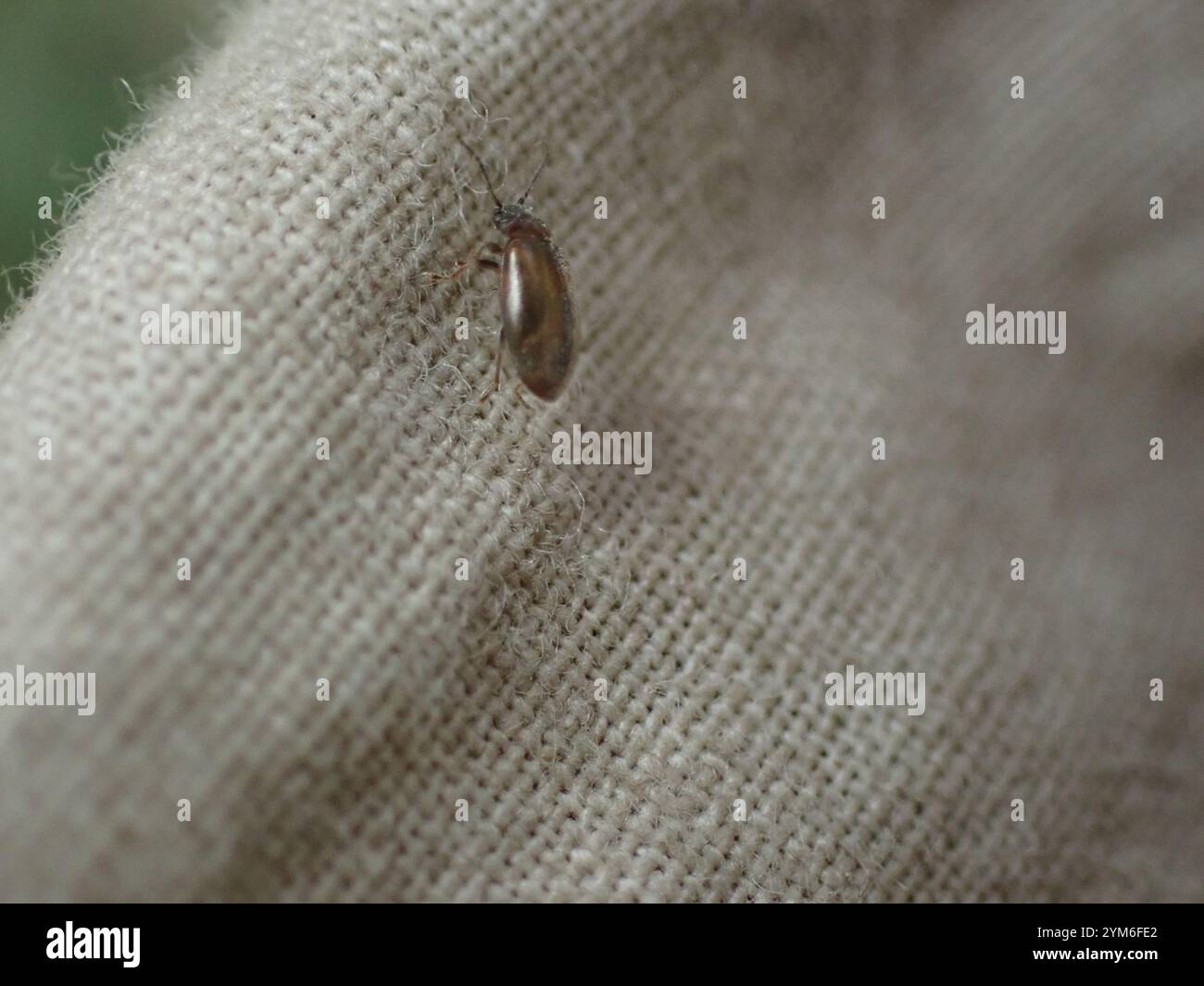 Marsh Beetles (Scirtidae Stock Photo - Alamy
