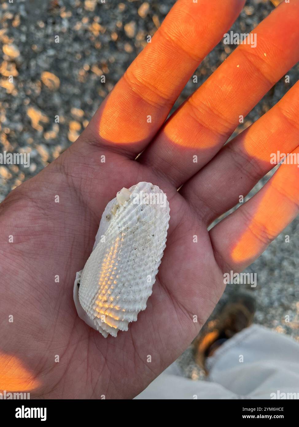 Angel Shell Angelwing (Cyrtopleura costata Stock Photo - Alamy