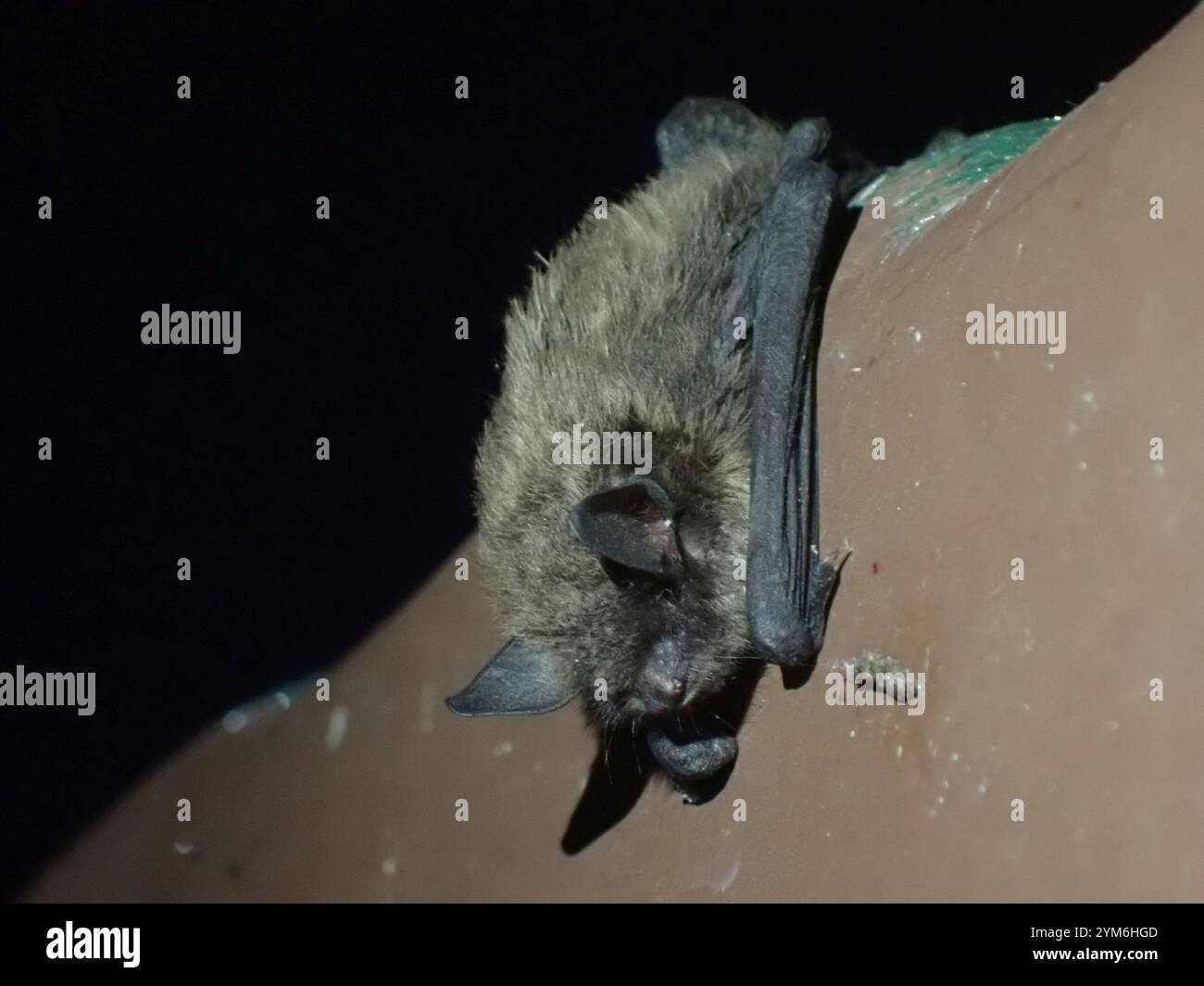 Little Brown Bat (Myotis lucifugus Stock Photo - Alamy