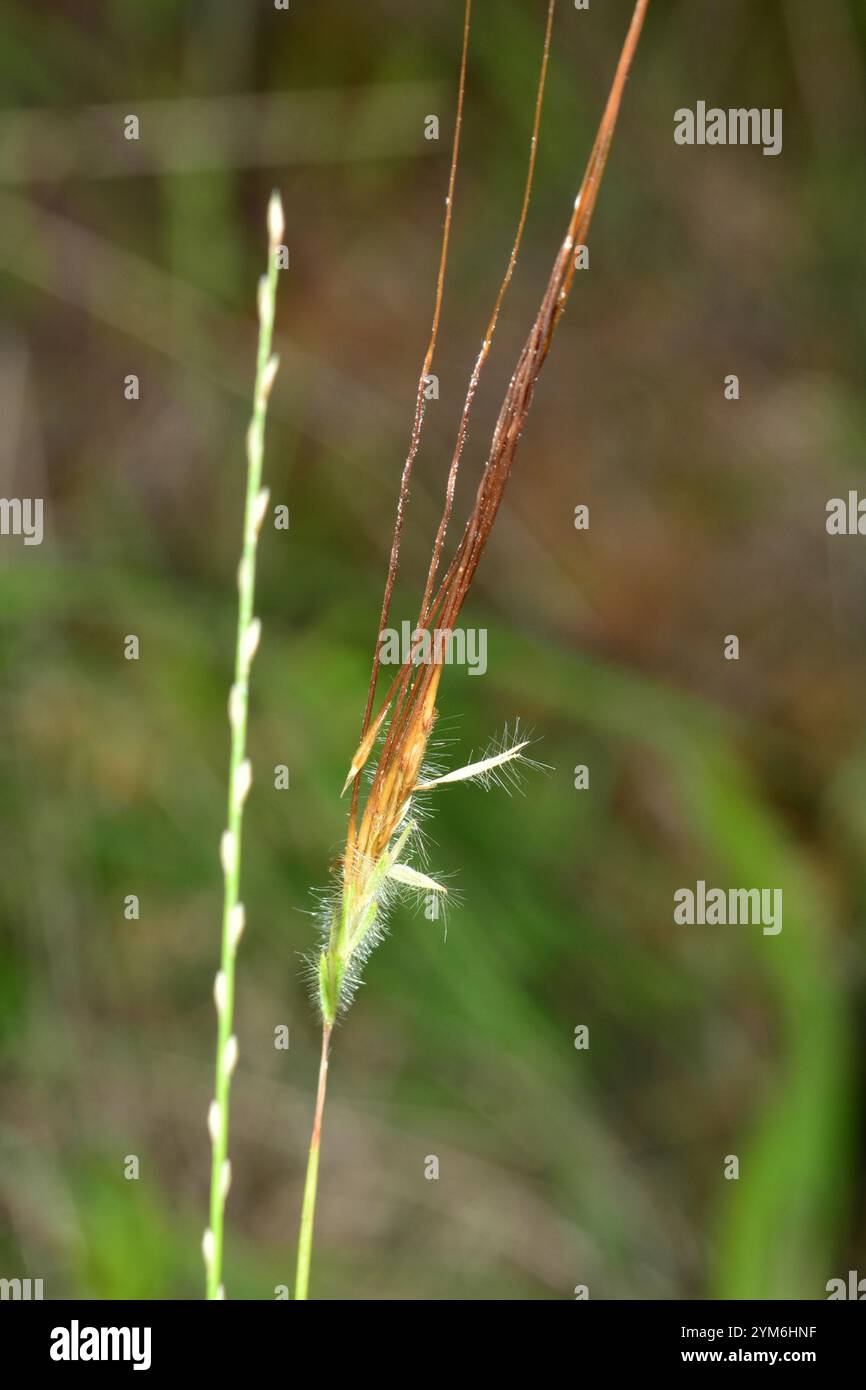 tanglehead (Heteropogon contortus Stock Photo - Alamy