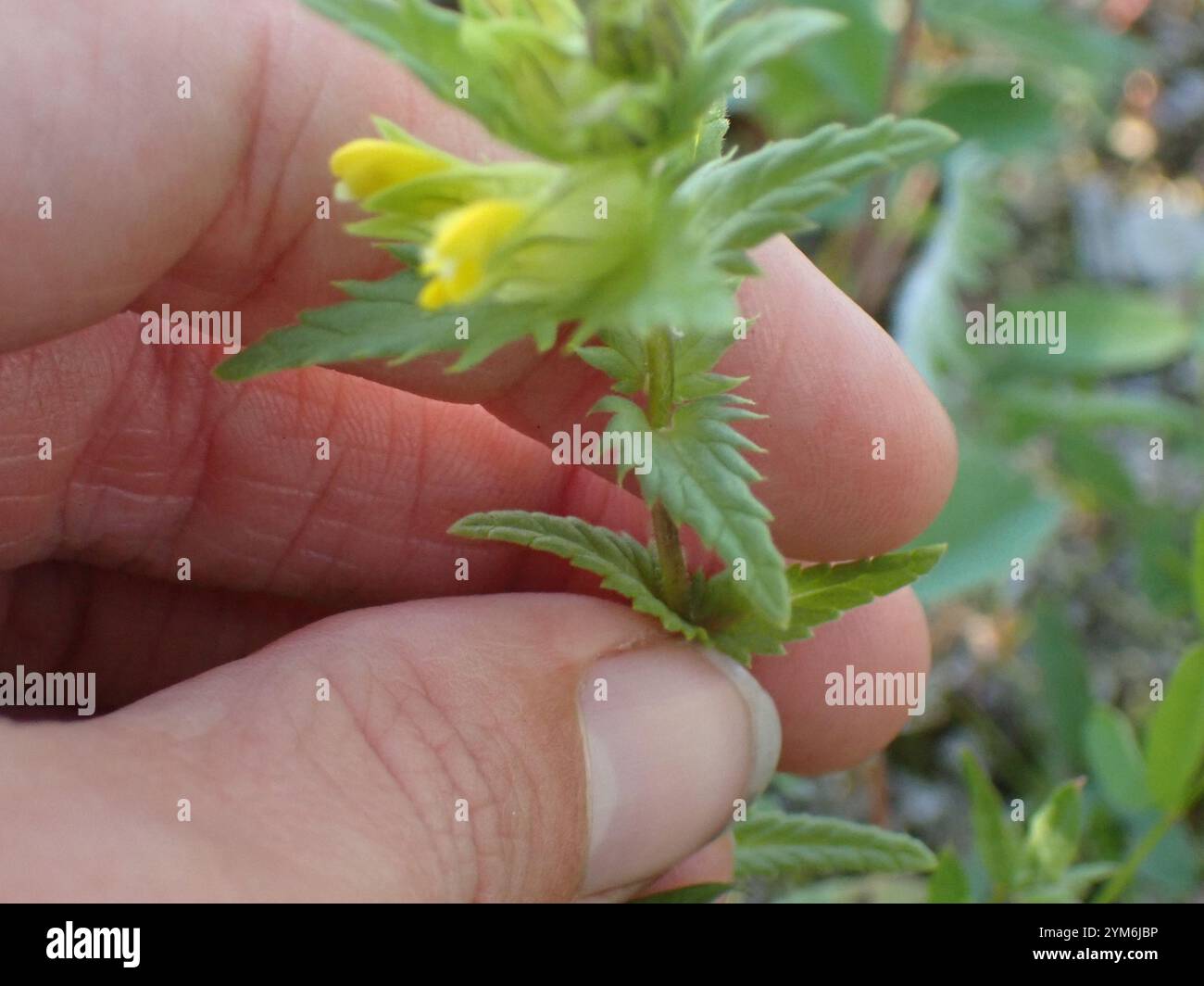 Little Yellow Rattle (Rhinanthus groenlandicus Stock Photo - Alamy