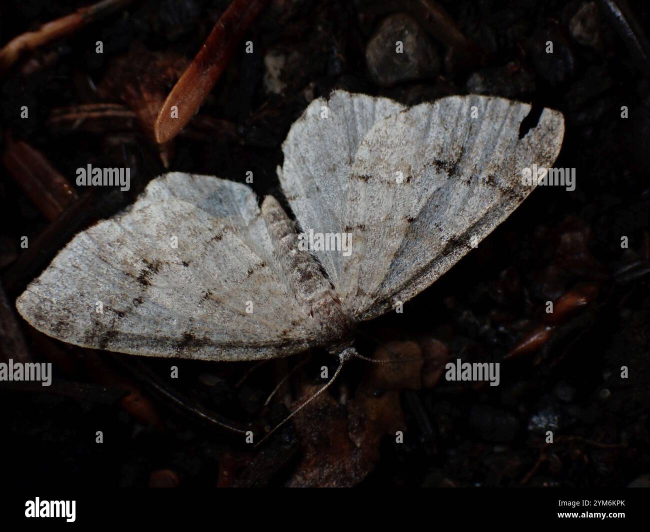 Flying Geometer Moth Geometer Moths (Geometridae Stock Photo - Alamy