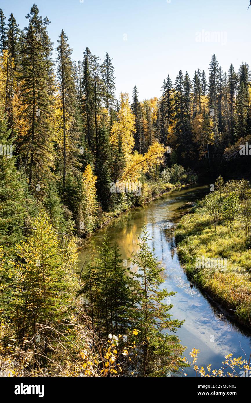 A river runs through a forest with trees on both sides. The water is ...