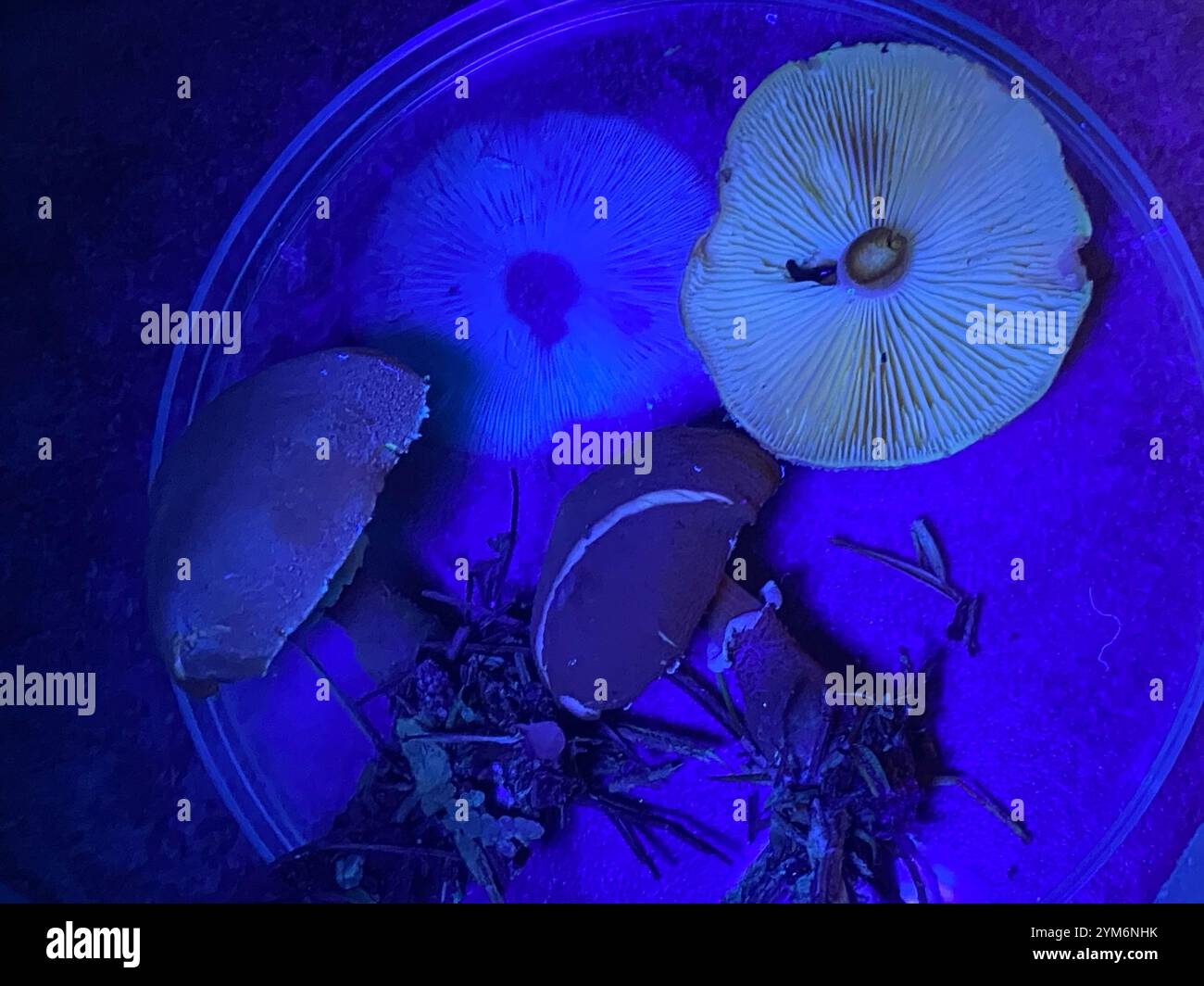 Earthy powdercap hi-res stock photography and images - Alamy